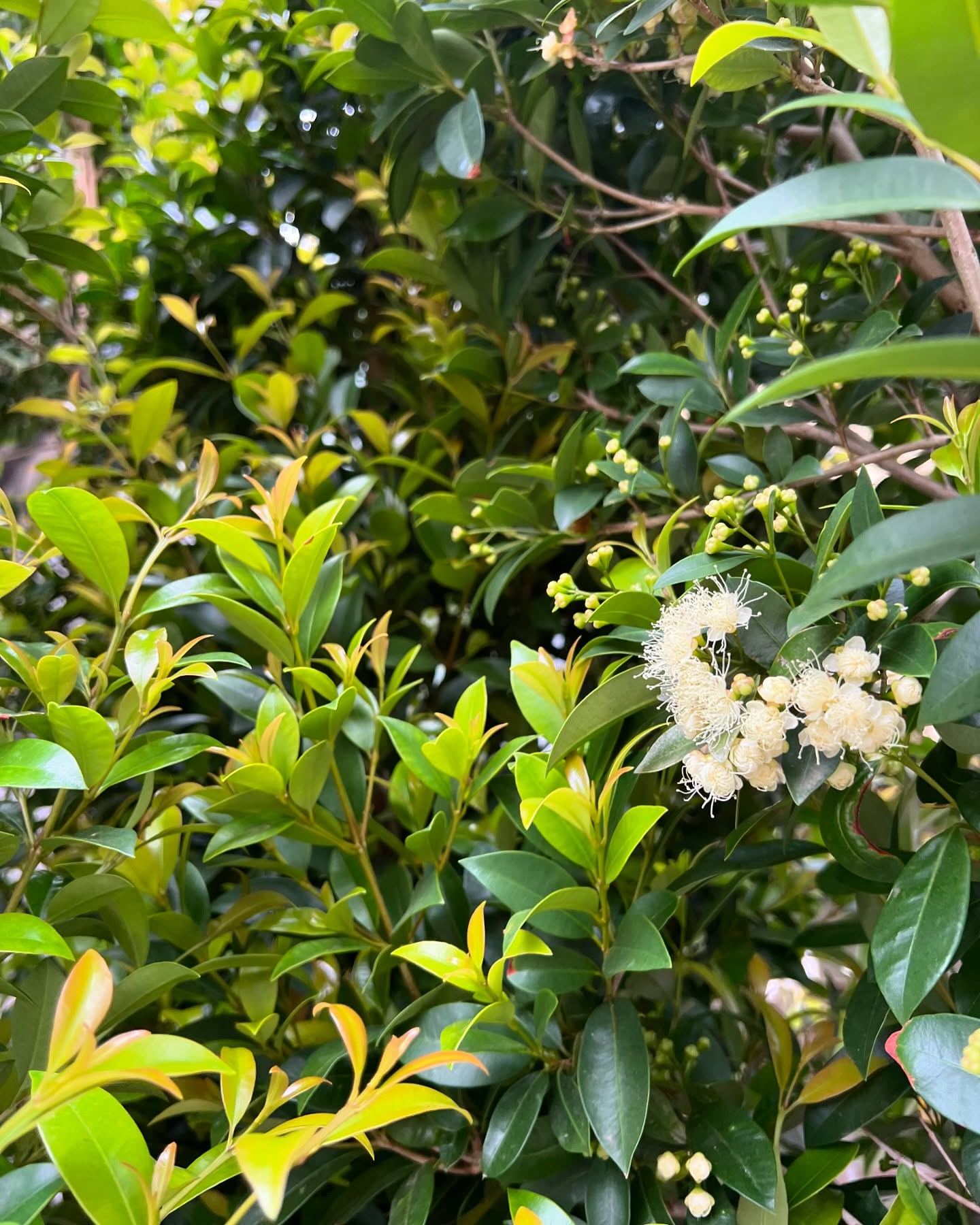 Hey you guys!! Trade Day is fast approaching!! We’re busy getting prepped to showcase our range again of what’s looking hot this February.
Come and see us at our stall D10 Tuesday 4th February bright and early ✨ contact us today to place your wholesale order and to make things extra easy you can collect it from our stall 🥰🍃
.
.
.
.
#landscapedesign #wholesalenursery #ngivtradeday #australianlandscapedesign