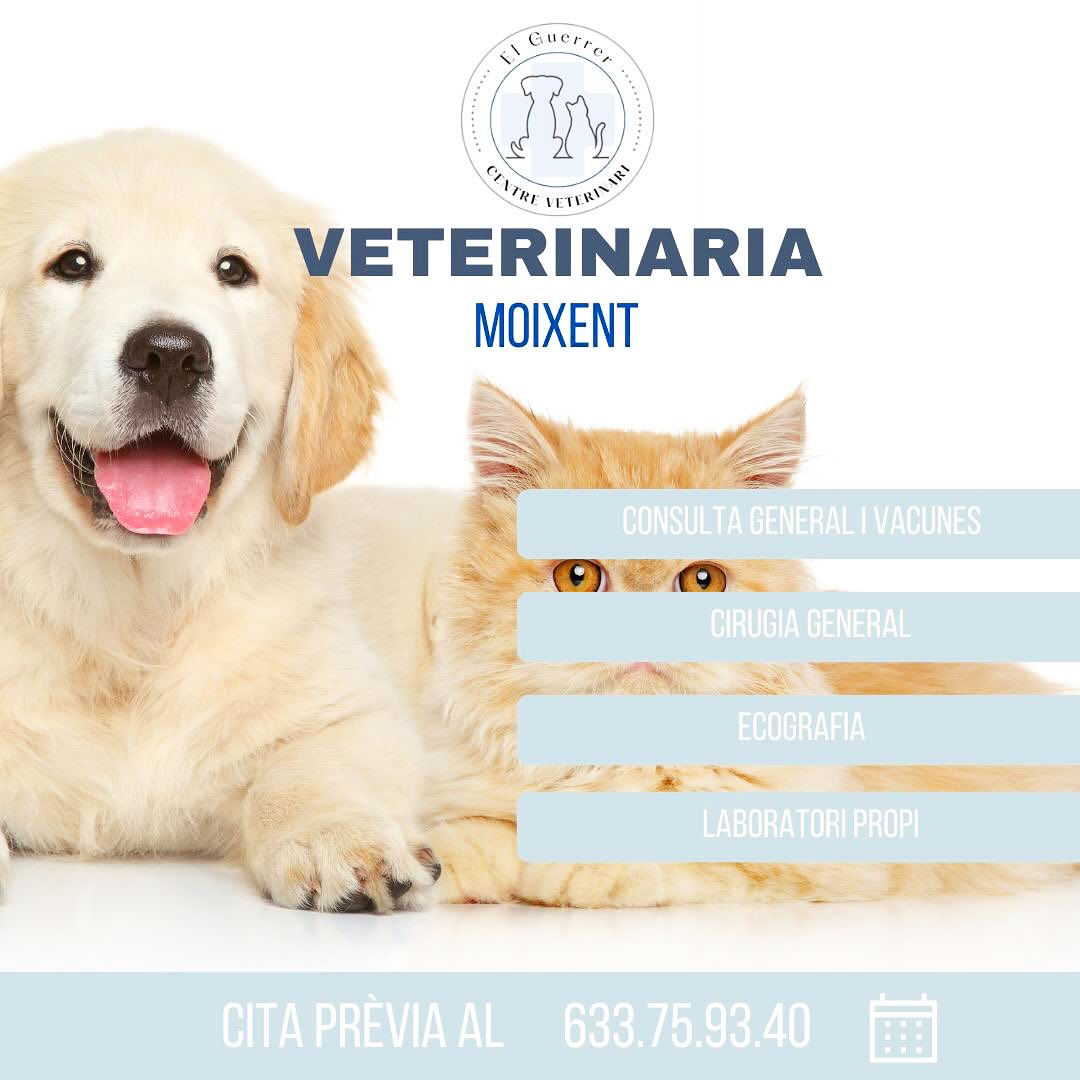 Hola a tots! 🐶🐱
Molts ja ho sabeu, però per a qui no, em presente. Em diuen Eva i soc Veterinària. Moixentina fins la mèdula i amb molta passió per els animals. La meua especialitat son els gossos i gats però també m’agradaria especialitzarme en animals exòtics per a poder donar un millor servei al poble. 🐰🐹🐭🐦🐢🦜
Aquest projecte naix del somni d’una xiqueta que amb tan sols 3 anys ja dia que volia ser Veterinària i que després de tot el esforç va conseguir ser el que volia. Sempre dic que has de treballar en algo que t’agrade i a mi els animals m’encanten.
Ara be, la idea de obrir un centre al poble era algo que portava temps pensant però no acabava de donar el pas. Fins un dia que vaig dir “Perquè no?” I açí estem. Espere que esta nova etapa la disfruteu tant com jo.
M’agradaria explicar la forma de treballar que tindrà el centre:
- Sols s’atendrà amb cita prèvia a no ser que siga una urgència.
- La ètica i la empatia davant de tot.
- Instalacions: esperem contar amb un centre totalment equipat per a les necessitas del poble. (Quiròfan, radiografies, ecografies, laboratori…)
- Horari: per determinar. Pero estarà pensat per a donar una atenció el millor possible.
ENCARA NO ESTEM OBERTS, i espere que estigam operatius el més pronter possible. Ara bé, si necessiteu qualsevol consulta/vacuna o altra cosa podeu contactar amb mi a través del telèfon 633.75.93.40 ☎️ ja que estem fent domicilis.
I açó es tot fins ara familia. Anirem informant-vos del progrés i les novetats.
Welcome to the new era ☺️🩵