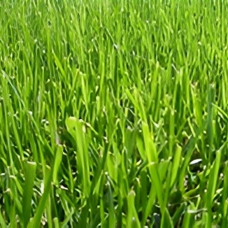 Bermudas
Originária da África, a grama bermudas (Cynodon dactylon) foi introduzida nos EUA no século XVIII.
Apresenta folhas finas, tenras, de coloração verde moderada a intensa quando bem manejada, desenvolve-se bem em pleno sol e não tolera áreas sombreadas.
É caracterizada como uma cultura de ciclo perene com alta capacidade regenerativa, a reprodução predominante é via vegetativa, por meio de rizomas e estolões, conferindo um rápido crescimento lateral, sendo a variedade mais tolerante ao pisoteio. Necessita de solos de alta fertilidade, requer manutenções frequentes com adubação, irrigação e podas.
Devido a sua característica de rápida regeneração é a grama mais utilizada em campos esportivos, tais como, campos de futebol, golfe, polo, hipismo, entre outros.
Altura de Corte: Entre 2 e 3 cm.
Tomar cuidado para não causar o “escalpelamento” do gramado. Geralmente, causado pelo corte a uma altura extremamente baixa, após deixar o gramado crescer muito, por isso, a frequência de corte é de grande importância. As lâminas dos equipamentos de corte devem estar bem afiadas.
Folhas estreitas e verde azulado
Campo de futebol, polo, golf e hipismo
Bom desenvolvimento em pleno sol
Resistênte ao pisoteio, boa regeneração
Exigênte em fertilidade e irrigação
Alta frequência de podas