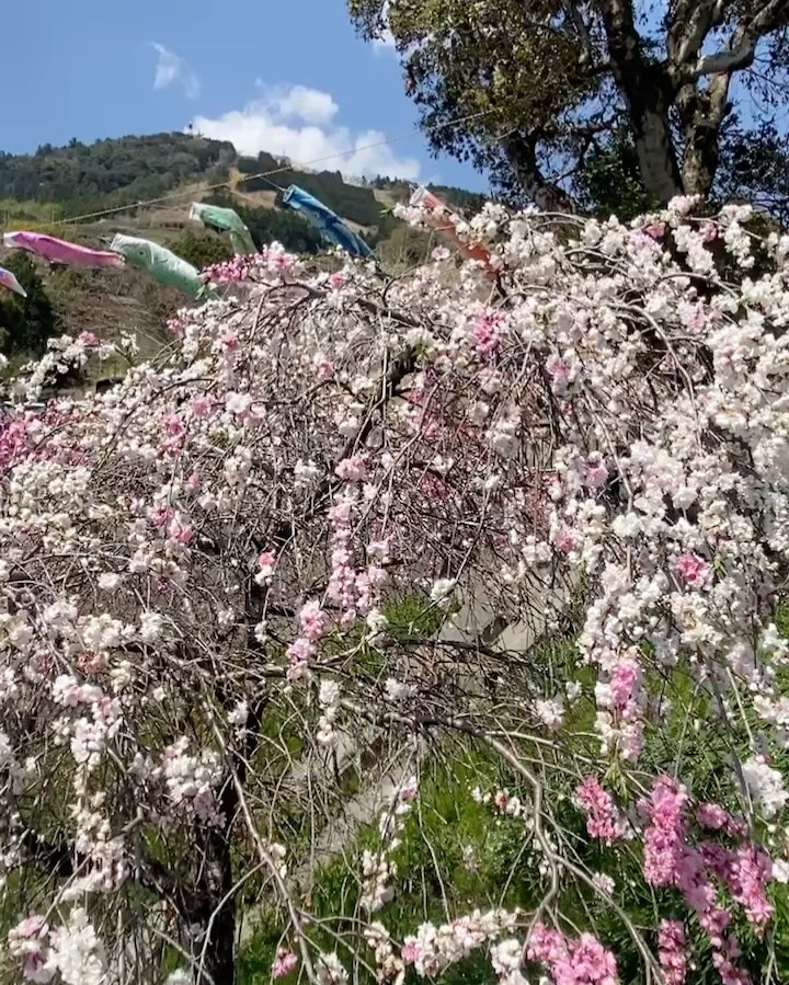 Spring is coming, in our tour, you can see beautiful mountains with blooming sakura and tea plantation. Higashiyama area in Kakegawa, we can even see wild animals.
#greentea #kakegawa #shizuoka #moutains #wildanimals #sakura #localtouinjapan #japaneseculture #traveljapan #tokaido #shimada