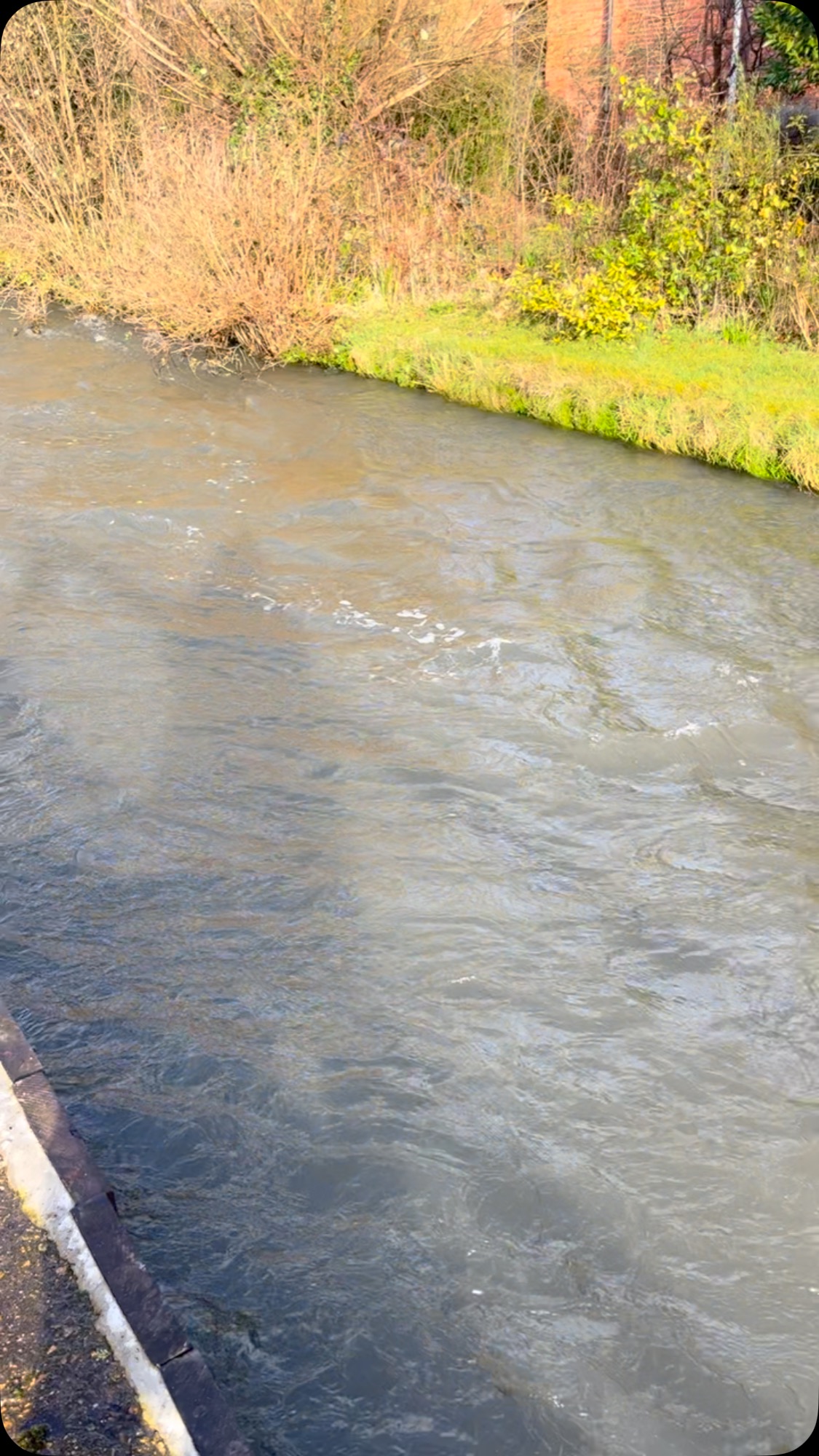 stillness in amongst the streaming
these moments
as imbolc stirs
and the currents stream fast
may already feel rushing, gushing
these moments
of stillness
of pause
of breath
just for a moment
maybe for longer
all sweet offerings of surrender
to the simplicity of all that is
right here
now
in THIS moment
remembering
tuning back in
new moon inspiration
to rest a while in the stillness
in the soft belly of the dark
seeds of potential
planting, gently stirring
join us for a bit of all of that beauties
whether you’re curious, in need, not sure, can’t wait
sun 16th feb, 6.30pm
we gather together again
@damsonhillcottage
with full moon
with each other
and the majesty of beings that accompany us there
more info in bio
any questions or curiosities, holler 💚
be bloody lush to have you there
#nature #natureconnection #ecotherapy #ecopsychology #imbolc #newmoon #newmooninaquarius #stillness #rest #wholeness #hampshire #women #womenscircle