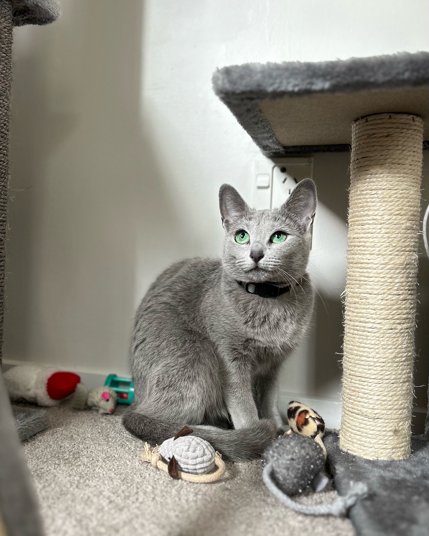 Which picture is your favourite?!
I love the second one!
Also love that she always sits in her toy pile 🤪🧸
#cats #catsofinstagram #catscatscats #bestfriends #toycollector #russianbluenz #nzrussianbluecat #australianpets #petsofaustralia