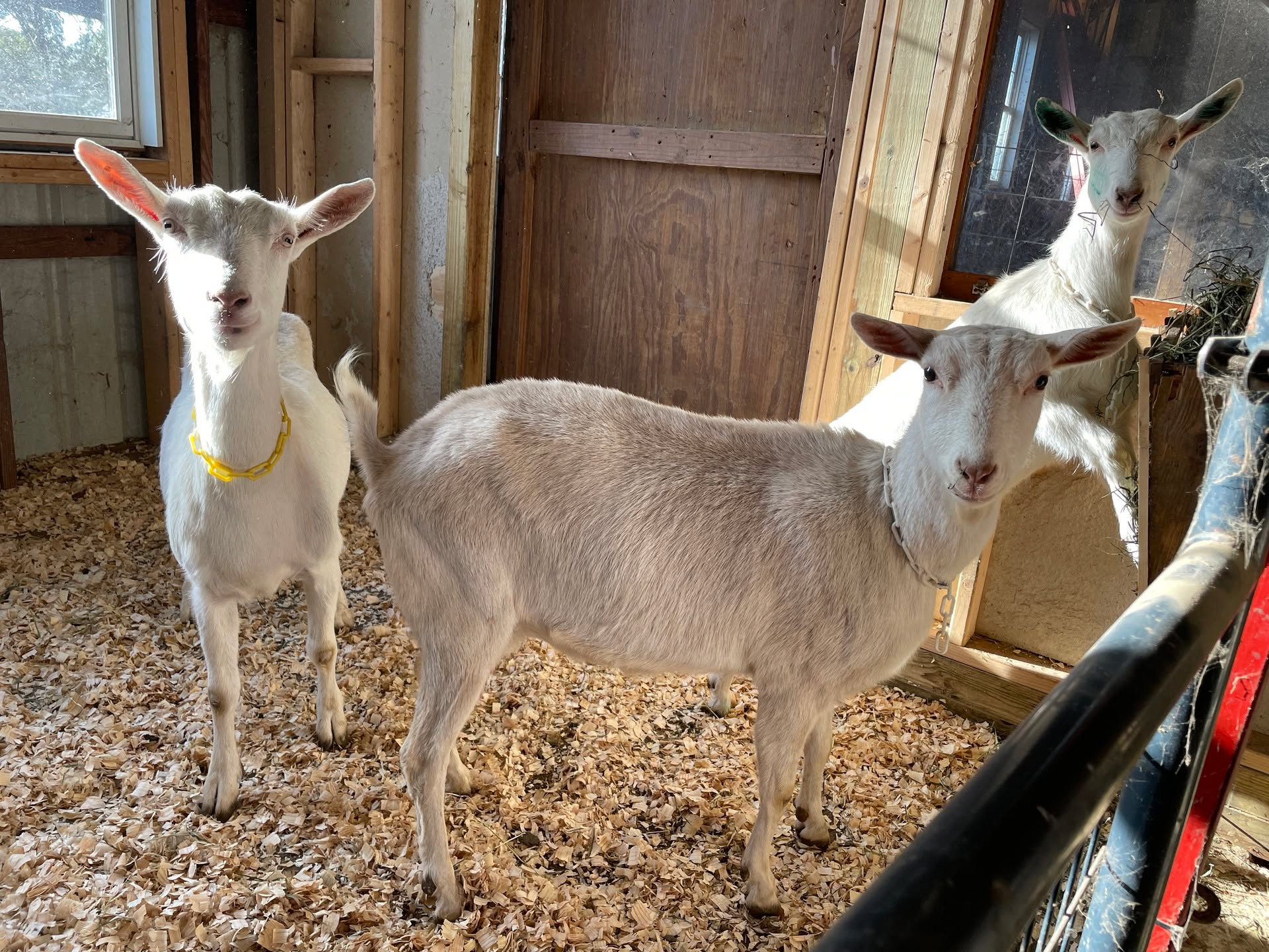 Our first Goats! We can't wait to welcome them home!
#DuxburyDairy