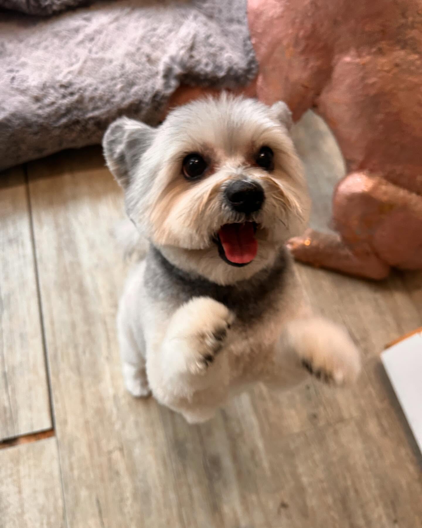 Love this little man @kyliemullock ❤️❤️❤️
#doggroom #doggrooming #happydog #cutenessoverload #woofmans #woofmansdoggrooming #brightondogs #brightondoggroomers
