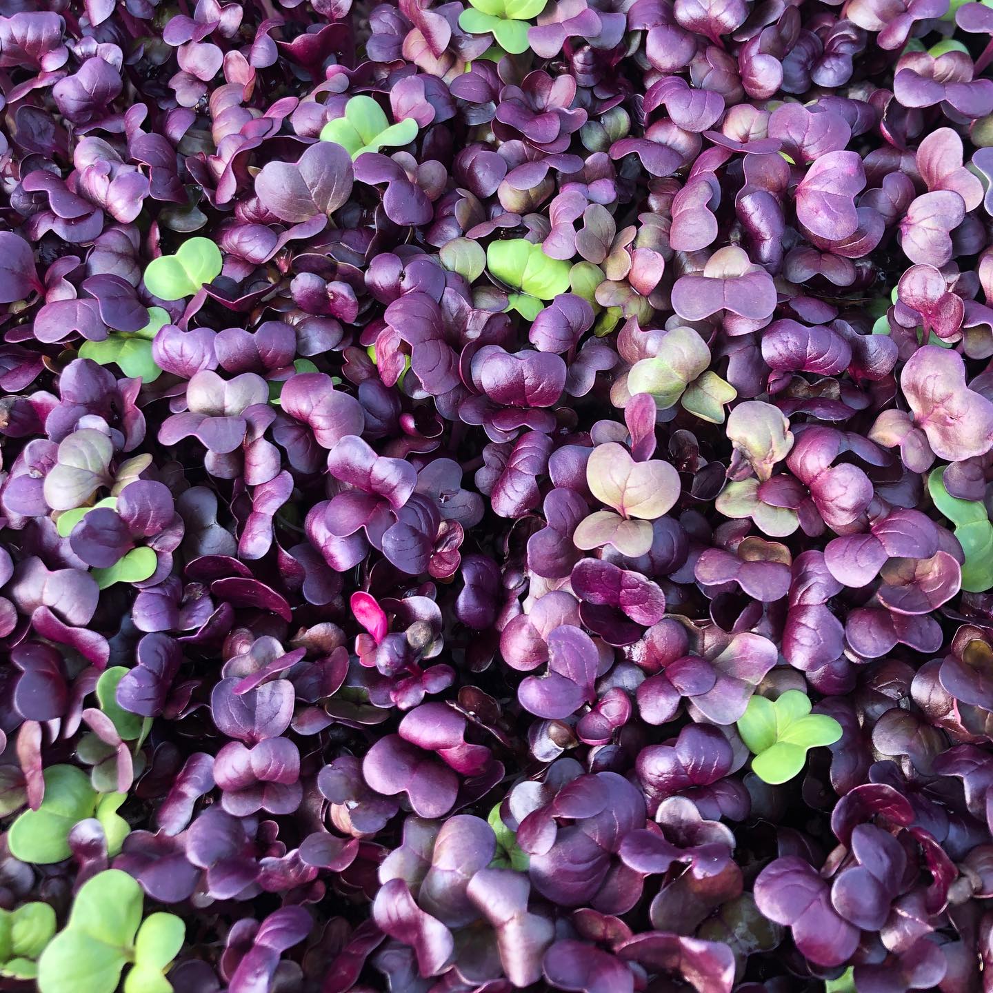 We are back at Fort Greene tomorrow! Come see us for root veggies and greens 🌱