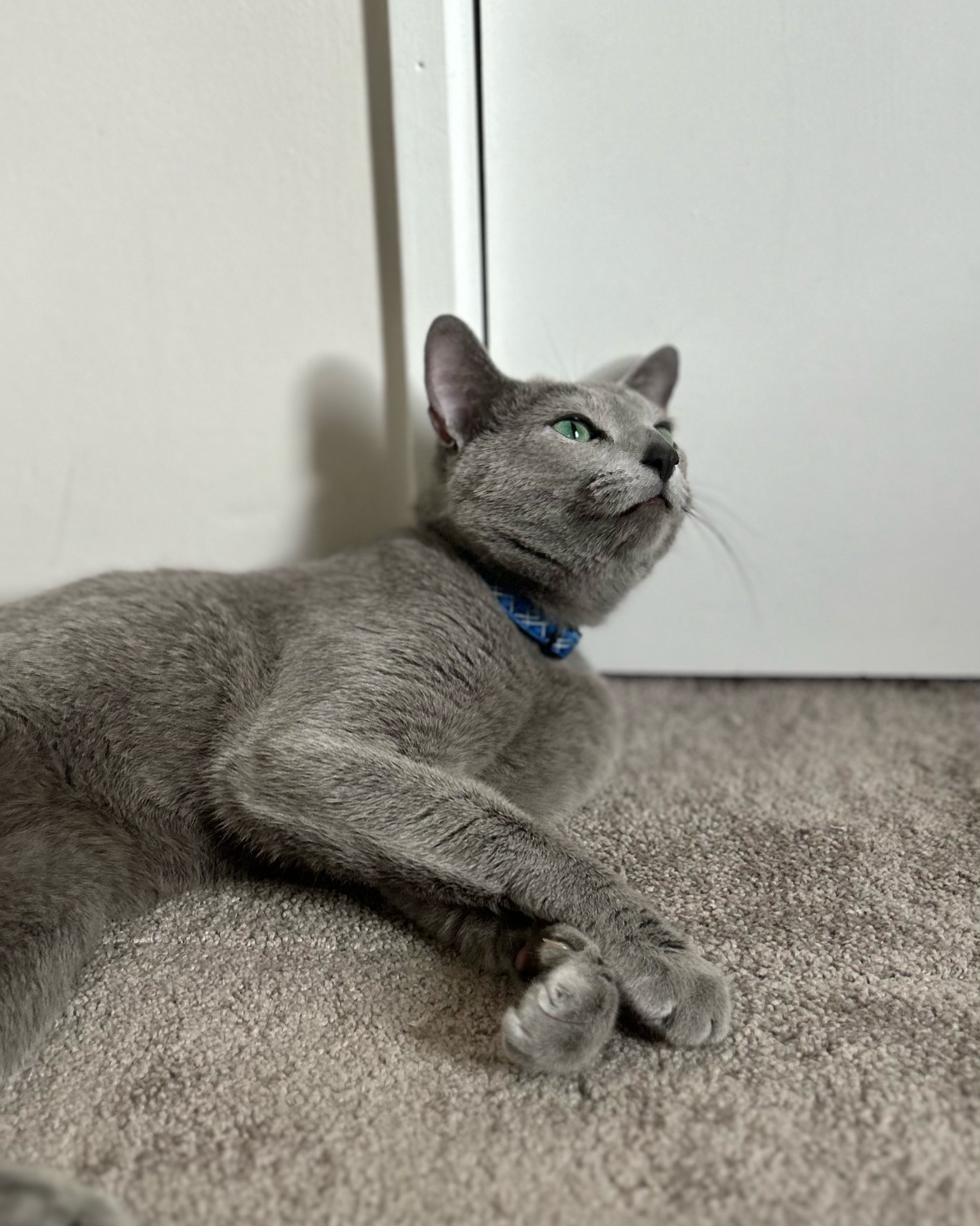 Lazy summer afternoons ☕️💋
#russianblue #greeneyes #greycat #greyfur #russianbluesofinstagram #russianbluecats #russianbluekitten #nz #petsofnz #nzpetstagram