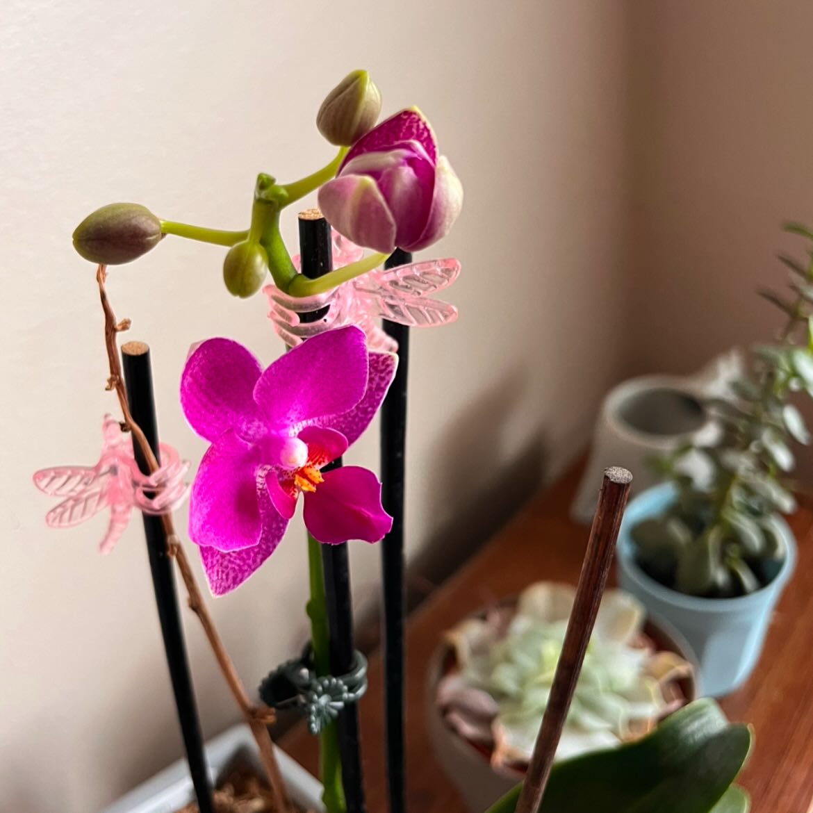 January gratitude
One of my new year resolutions was to start a gratitude journal. I wanted to share some of the things I was grateful for this month, and every month
- Family. Specifically my family. I am grateful for how kind we are to each other and how much we enjoy each others company.
- My orchid, Poe. Taking care of plants helps me look outward and these flowers bring me comfort and a smile to my face
- The temple. The Provo City Center Temple is one of the most beautiful temples, and I’m gratitude is ever increasing as I understand little by little
- Kristen. She’s so kind to me and is truly such a good soul. I miss her when she’s gone and I love to do the little things together.
- My mission. Fasting and praying for Los Angeles this month has brought my mission to the front of my mind. In so grateful for all the people I met there and for the lessons it taught me.
- I’m grateful for good friends, especially for the ones willing to travel to be together.
- Opportunities to practice my Spanish. The Lord is always putting people in my path so I can use the little Spanish I know, and from that I was able to meet the sweetest family who just moved to Provo
- Sophie’s cookies. They are almost as sweet as she is and I don’t take either for granted
- The ability to forgive and to be forgiven. I think we take for granted the peace and power that comes from forgiveness. I am regularly asking my Heavenly Fathers for help to freely forgive. Things can be made right and my ways can be changed through Jesus Christ’s atonement.
- The gift of the Holy Ghost. This gift is not meant to just hep you find lost things, the Holy Ghost can help you learn and gain truth for yourself, it is the source of testimony, a teacher of eternal truth, and a comforter in times of distress and grief. I NEED the companionship of the Holy Ghost always.