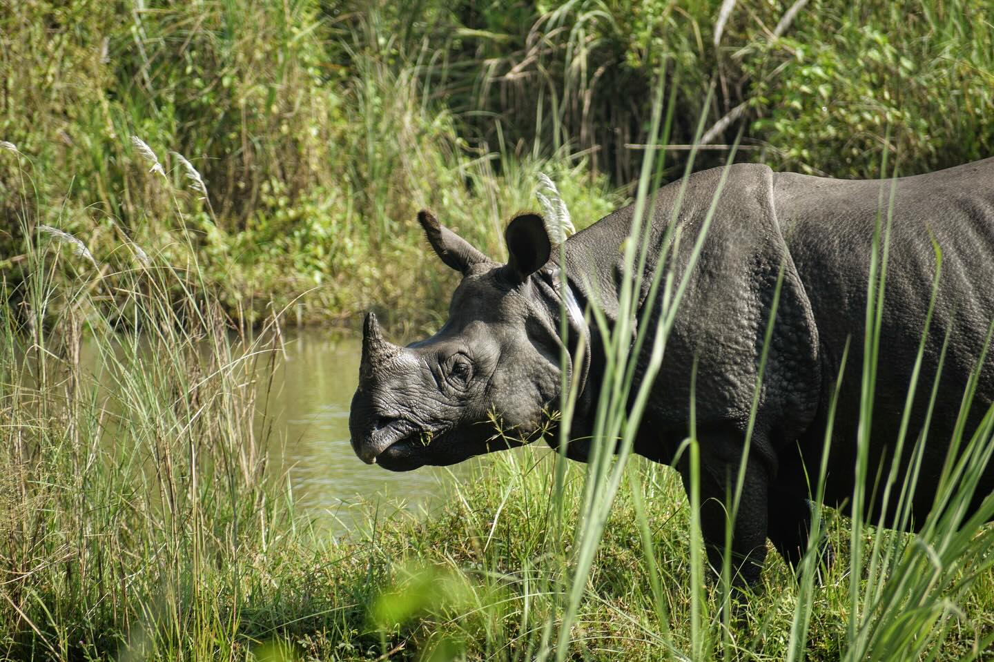 Reminiscing about my first journey to Nepal three years ago—one-horned rhinos, marsh muggers, gharials... I can’t get enough of it!