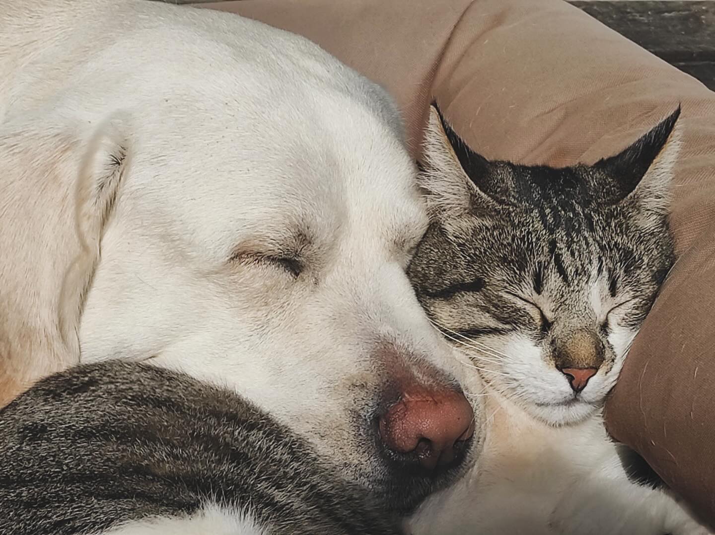 Bon dia a tots i a totes 🐶🩵🐱