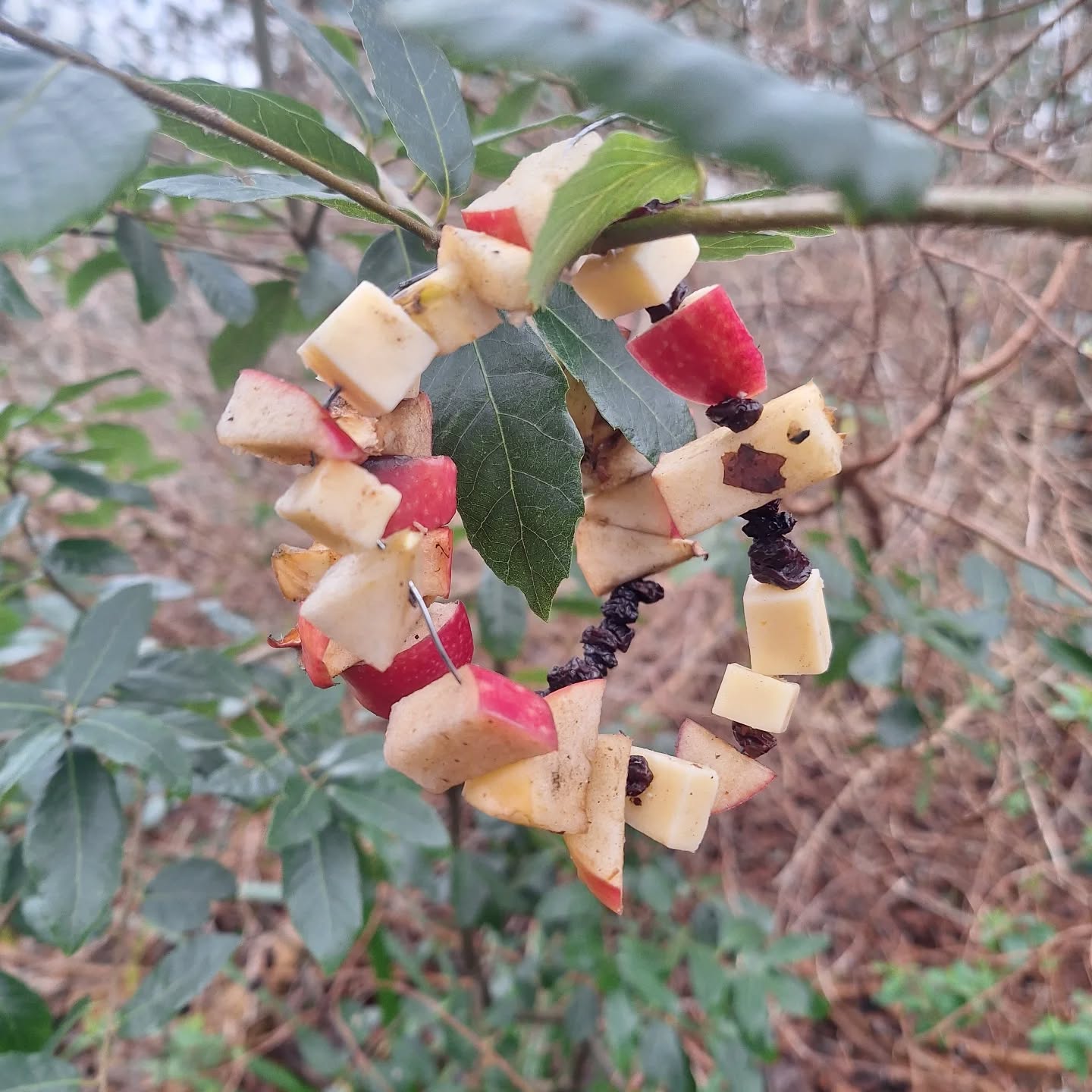 Bird kebabs all round at the moment. It was the RSPB Big Bird Count last weekend so we have been doing our bit for the birds.
The RSPB has some great resources and this is one of theirs.
Cheese, apple and raisins threaded onto wire - hey presto bird kebab.
It's a great one for the youngest children as they can make one independently. There lots to play with in the choice of repeating pattern or not.
We have had bird stories and been watching the birds around us. A flock of starlings made a perfectly timed appearance as did our local crows having some argy bargy. We were on the field so it was probably turf war...
#rspbbiggardenbirdwatch
#natureconection #feedthebirds