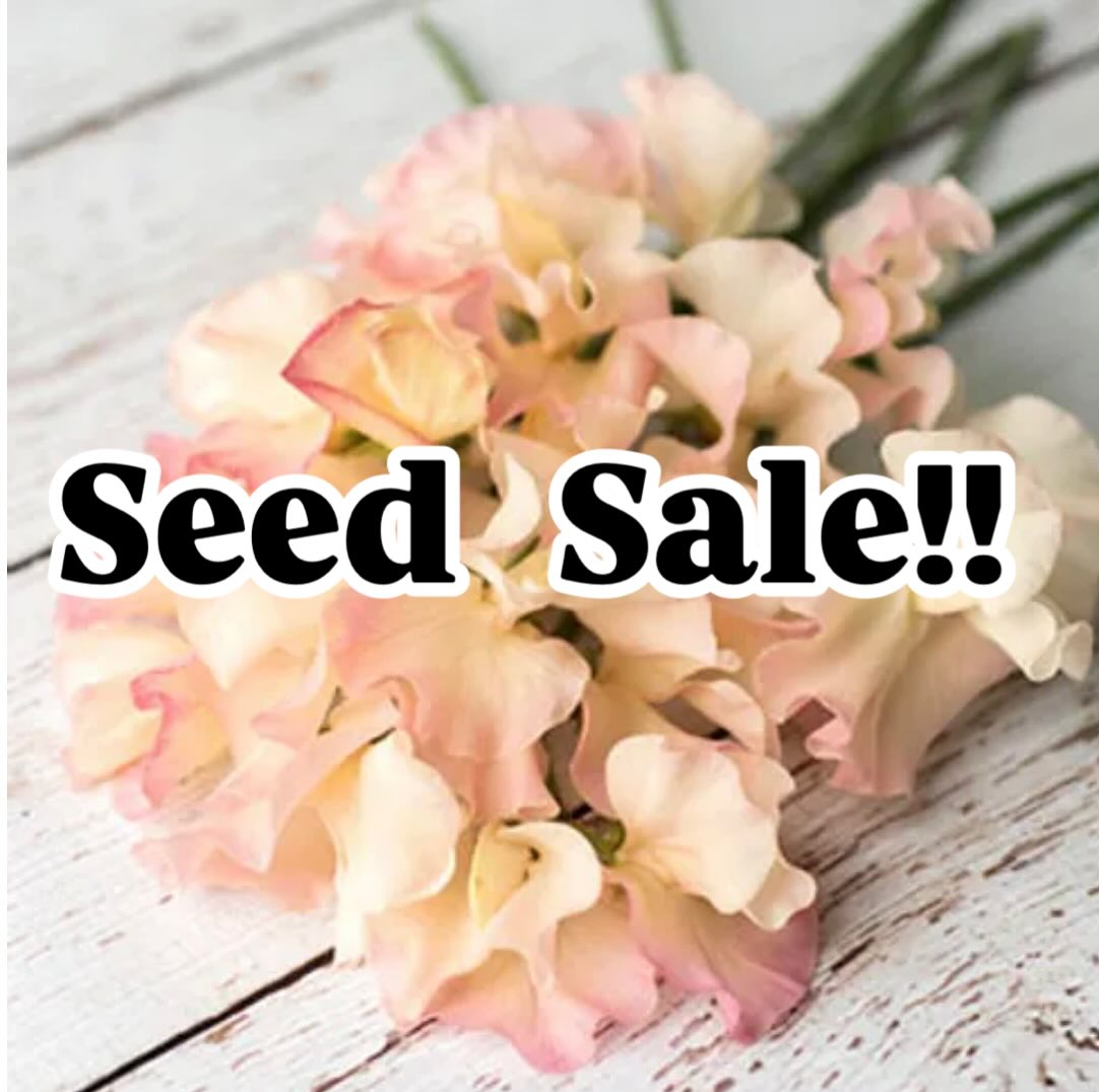 Hey there,
Just thought I’d pop a bit of an update here to let you know that we are in the final stages of uploading new varieties to our Sweet pea seed shop on our website.
We are hoping to be ready in the next two weeks for our yearly sale, we are just waiting on the last seeds to be harvested and sent up from our amazing growers In Tassie.
You can’t get fresher seeds than that!!!
It’s been so fun growing new varieties this season, my favourites (if I could choose… ) would be Juliet and Elisabeth Shorthouse. 💖
Primrose, a pale yellow one was so sweet and a really novelty to see. Burnished Bronze has been on my personal Wishlist for as long as I can remember and it didn’t disappoint!!
Kings Ransom…. What a stunning variety!!! Gosh, this was a bitter sweet grow for me. I loved it so so much and was very aware of how many of you wanting this!! But, I had an awful time. Germination was terrible, and of the seeds that did make it didn’t set many seeds. I do know of another grower in Australia who also has this variety which is so exciting (and a massive relief to me 😬) so although it will take a bit longer to harvest enough to share, we are working on it.
It will be worth the wait. I promise.
#sweetpeaseeds #sweetpeasaustralia #kingsransomesweetpea #elizabethshorthousesweetpea #primrosesweetpea #imustgrowflowers #imustgrowsweetpeas ✨