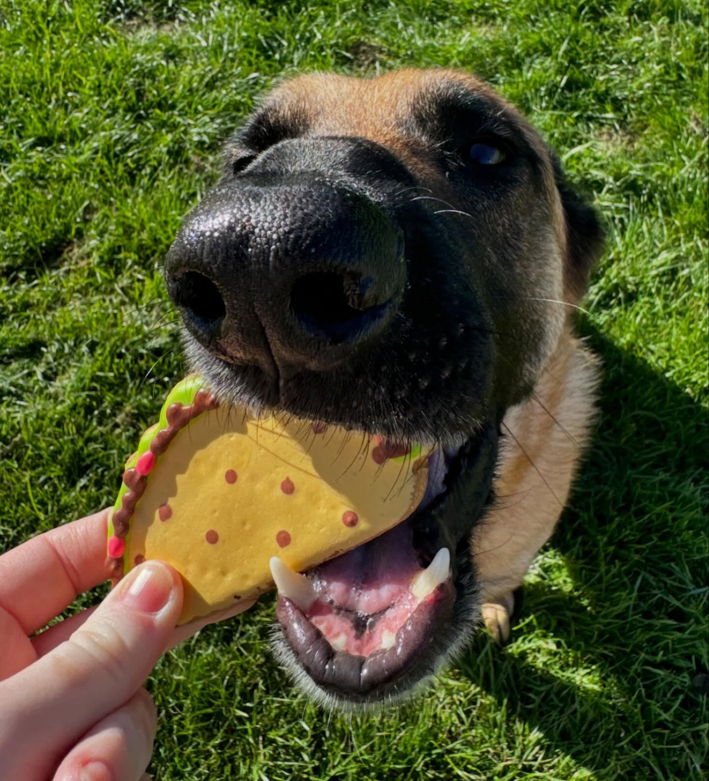 🐾☀️Enjoying some sunshine,training, and some much deserved treats from our favorite Barkery! @woofgangbakery
What kind of treats do you feed your pup?
📞863-292-1190
🌐www.xcaliberk9.com
#dogtraining #k9ltw #dogobedience #pettraining #k9warriors #k9training #dogsofinstagram #k9ltw #dogoftheday #summervibes #petstagram #petlovers #dogsofsatx #dogsofsanantonio
#doglover #trainyourdog #k9 #snowday #snowdog