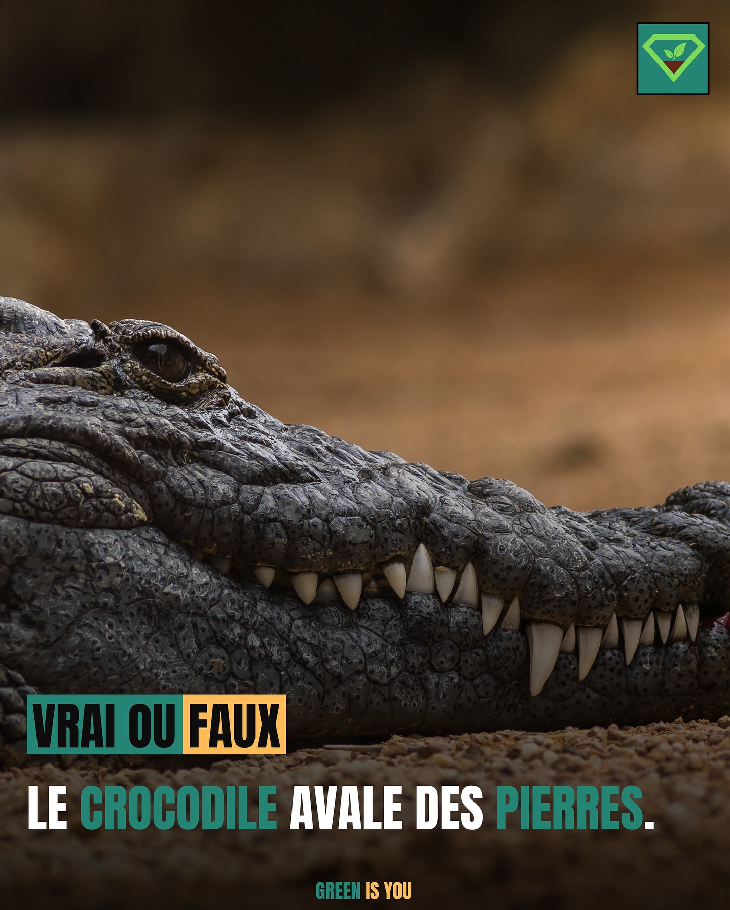 Le crocodile avale des pierres. 🐊🪨
#crocodile#nature#info#lesaviezvous#culturegenerale#savoir#vraioufaux#insolite#animaux#greenisyou#caillou#pierres#broyage