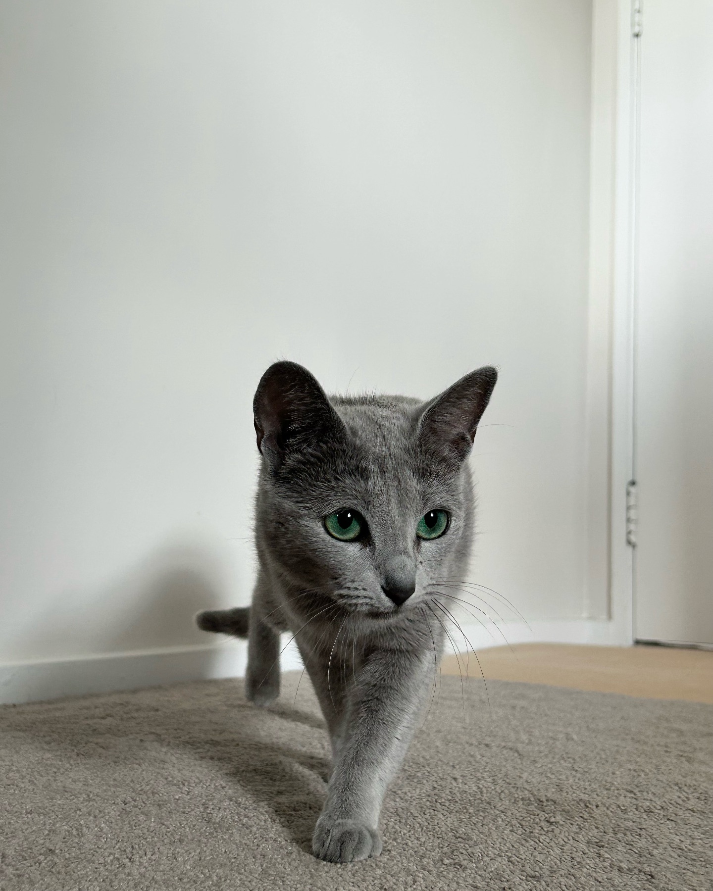 Beast Mode = Activated 🦁
#best #bestkitten #newzealand #petsofig #petsofworld #world #worldstar #dailylook #dailyfluff #loveislove