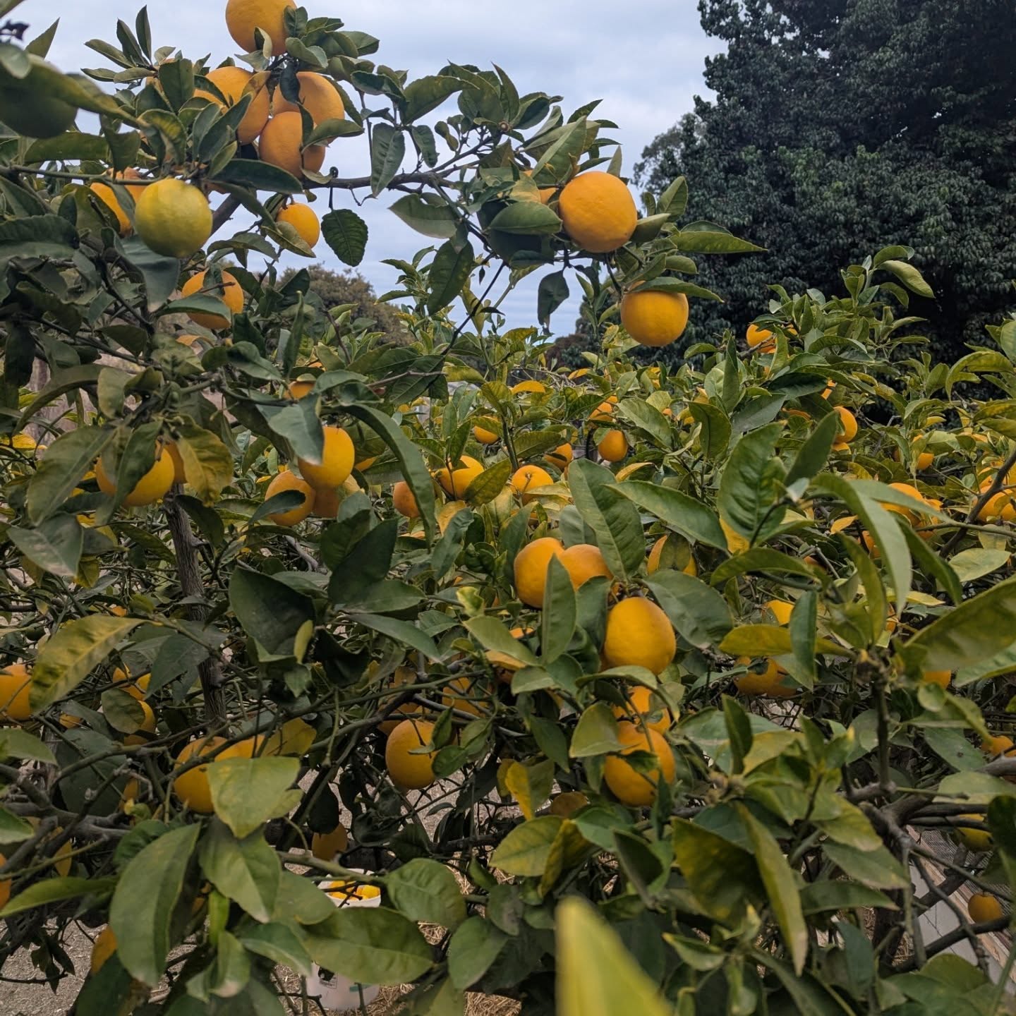 When life gives you lemons, eat them!🍋🍋🍋🍋
This week we harvested 7 buckets of lemons from our garden!!
What are some of your favorite lemon recipes we can try??