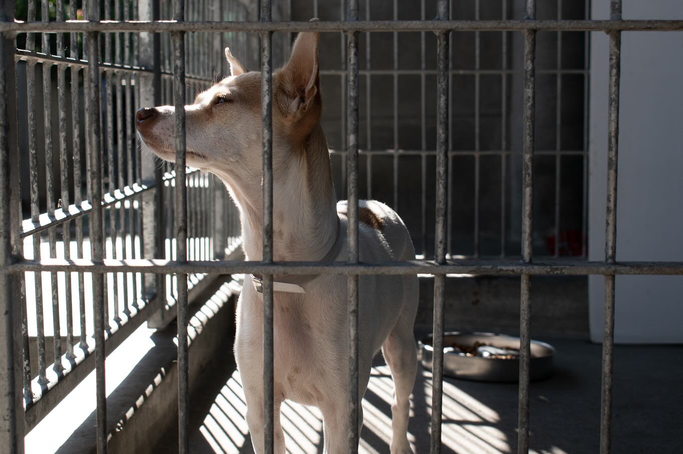 ✨
“Hope” is the thing with feathers
That perches in the soul
And sings the tune without the words
And never stops at all” - Emily Dickinson
1. Bathed in light @pasadenahumane a Chihuahua mix watches people pass by his kennel. Once a stray, he has since found his forever home.
2. Kent Schmedes brings one of his two dogs, Theo and Max, to Pasadena Humane for temporary shelter after losing his entire property to the Eaton Fire.
3. Cristina Havel stands beside her horse, Cinco, at the Los Angeles Equestrian Center only days after evacuating the fast moving Eaton Fire.
4. Kalli Quigg of @vivaglobalrescue sets a trap for a missing cat in a neighborhood destroyed by the Palisades Fire.
5. At the Los Angeles temporary basecamp, Jon Barocas of @k9globalrescue shares a quiet moment with Moose, a dog recently saved from the international dog meat trade.
#lafires #thehelpers #animalrescue