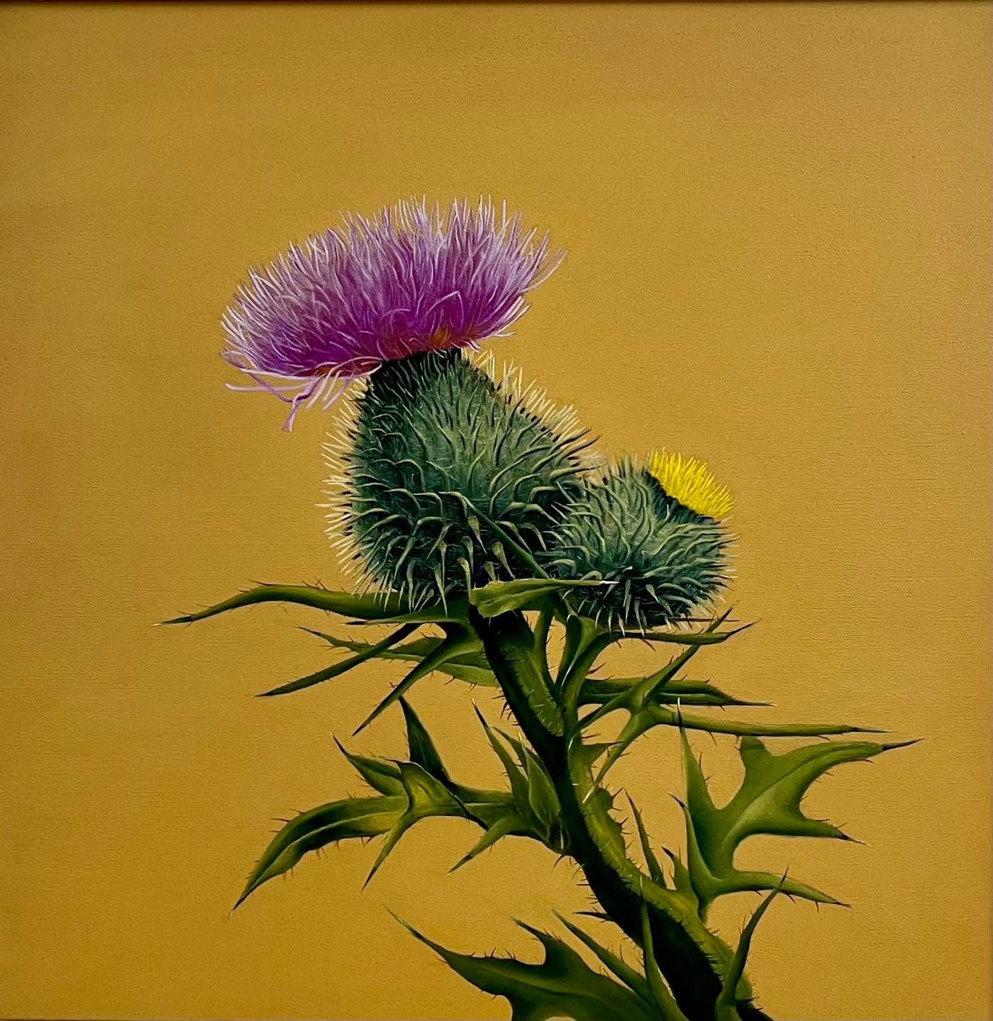 Jaggy Scottish thistle and baby thistle. Oil on canvas, 50cm square. Happy memories of painting this one🤗 #edinburghartist #scottishthistle #oilpainting #flowers #gardens #botanicalart #interiordesign #homesandgardens