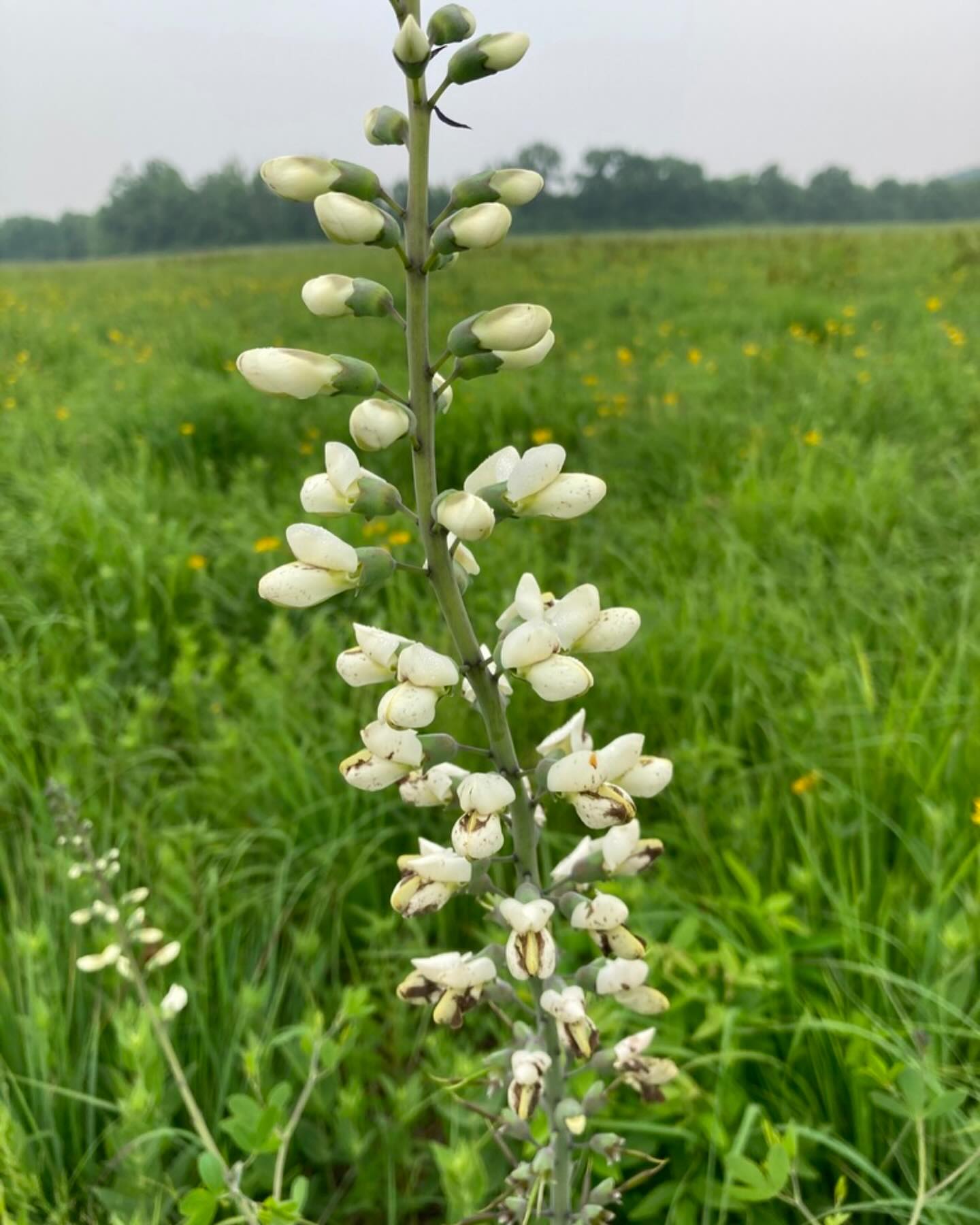 White wild indigo (baptisia lactea) is a stunning prairie plant that we see often at our field center! 🌾
The plant thrives well in sunlight and well-drained soil, adding beauty to the prairies and meadows. Indigo is resilient and attracts pollinators to the area, such as honeybees and Eastern Tailed-Blue butterflies. White wild indigo has a fascinating ability to fix nitrogen in the soil through a relationship with nitrogen-fixing bacteria called Rhizobium. These bacteria live in specialized nodules on the plant's roots; in exchange for sugars and other plant nutrients, the bacteria convert nitrogen from the atmosphere into a form that plants can use, enriching the soil and making it more fertile for surrounding plants. It’s a very important plant to the prairie ecosystem!
#WildlifeWednesday