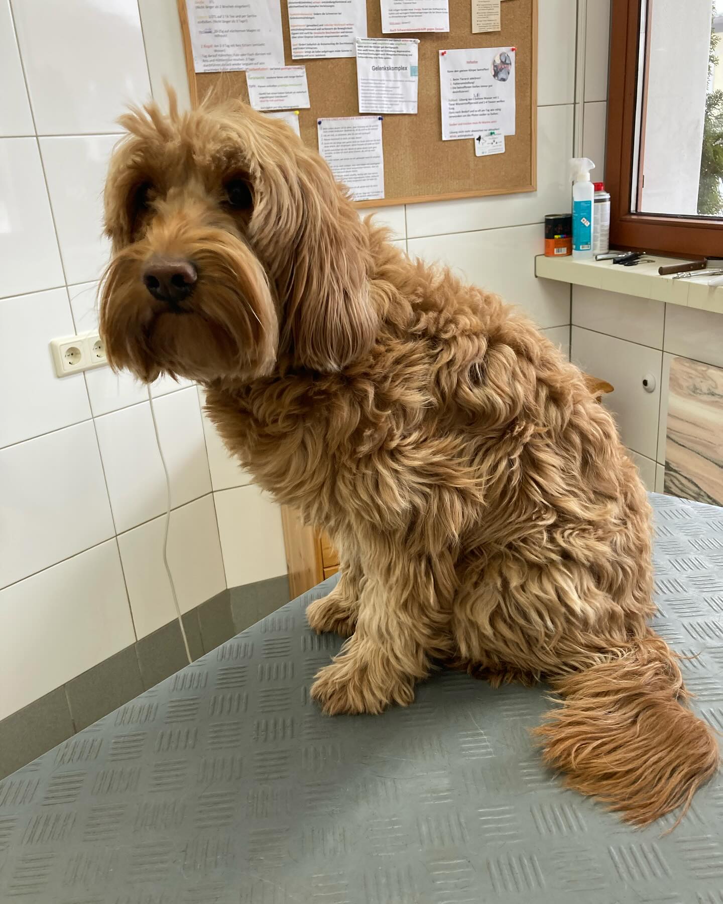 Sissi hatte heute einen #wellness Tag🛁🥰
@jackieomountaindoodles
#vorhernachher✨ #mountaindoodle 🏔️
#soliebenswertundhübsch🐶❤️