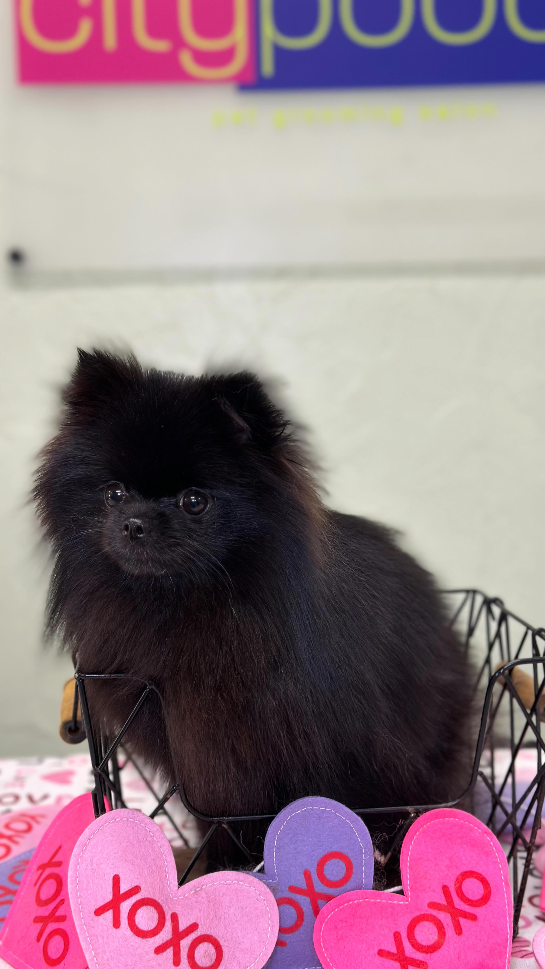 It’s the month of L♥️VE! Remember that this month we have a promotion , for those who leave us a Google review will receive a FREE Spa Upgrade. (Spa upgrade valued at $12, and has to be added to any of our grooming packages). Call today 📲 to schedule your pets Valentines glow up 💖💓💖