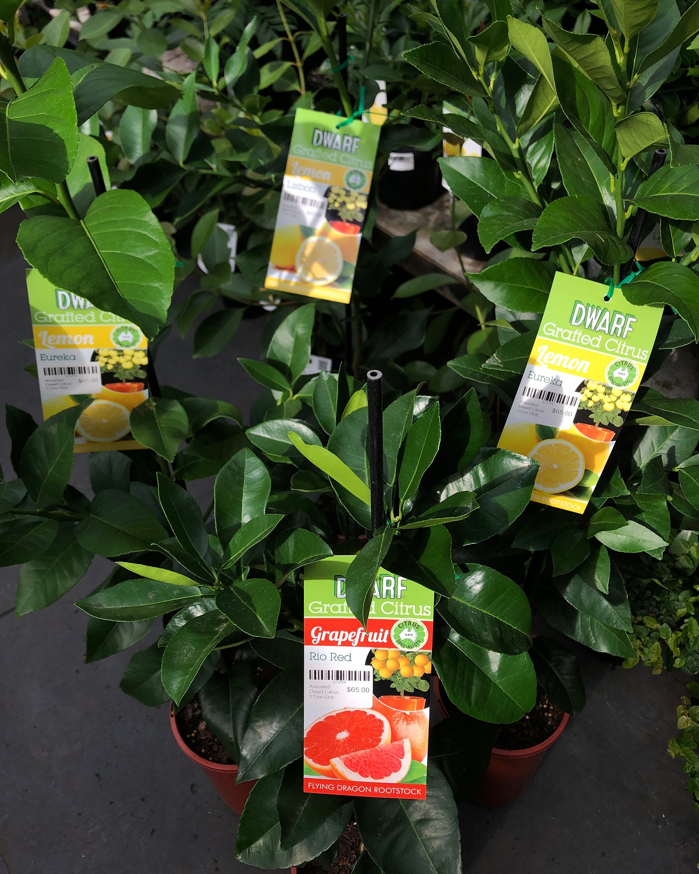 Eureka, we found citrus!
Grafted citrus 5.2L (black bags) $55-
Grafted dwarf citrus 17cm (brown pots) $65-
