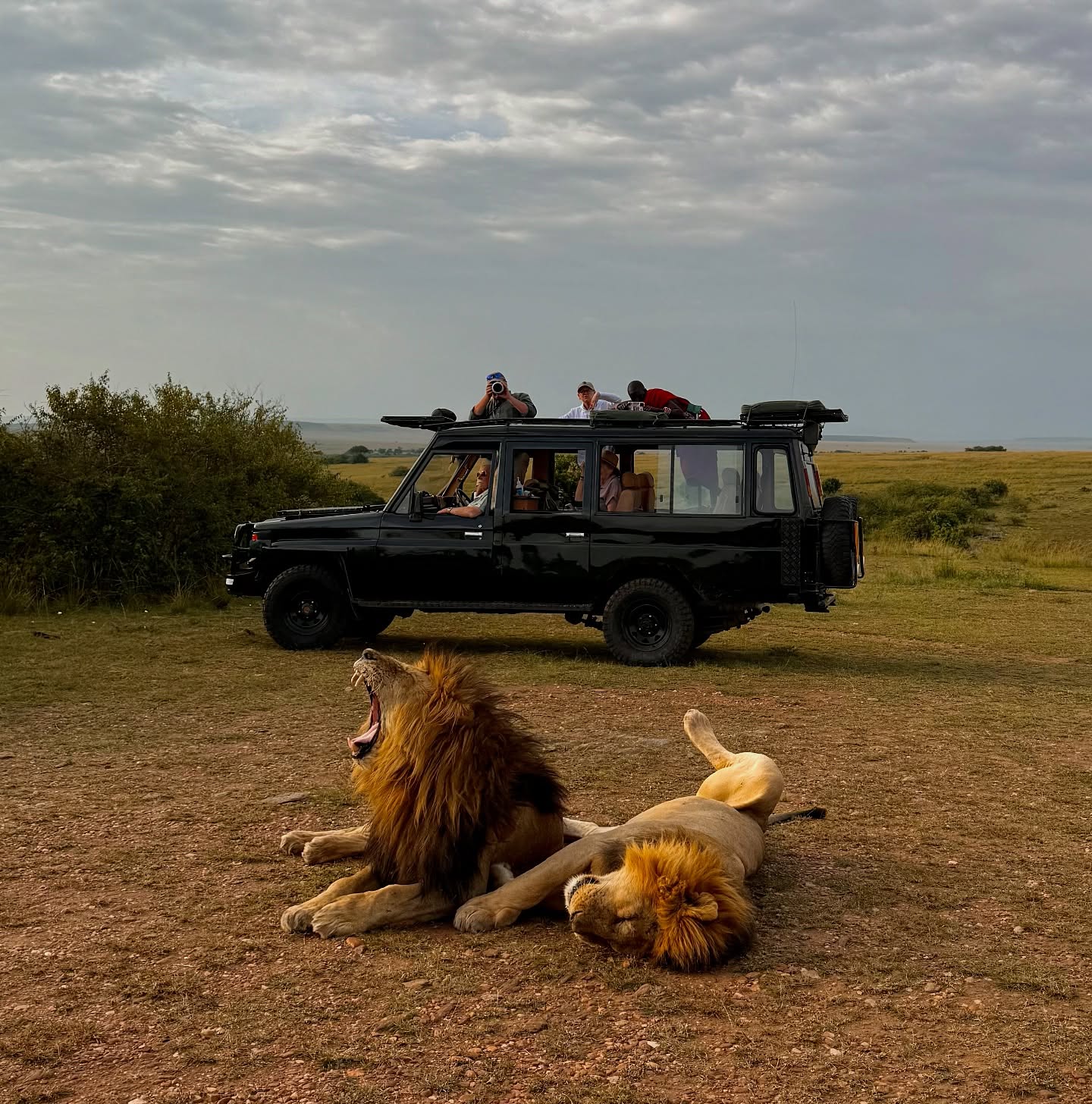 What a way to kick off an epic safari!
@jackbonham @mattsethsmith
#africa #kenya #safari #untouchedafrica #luxurysafari #priviteguide #bucketlist #privatelyguidedsafari #africanadventure