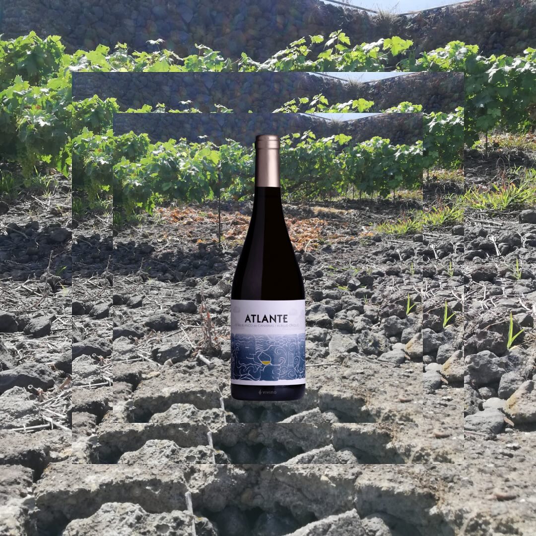 🌊 #TasteItTuesday – Discover the Wild Beauty of Vinos Atlante 🌋🍷
Last Friday, we explored the story behind Vinos Atlante, a boutique winery from Tenerife’s Valle de la Orotava, where the Atlantic meets volcanic soils. Now, let’s take a deeper dive into their three must-try wines – each a tribute to history, nature, and craftsmanship.
🍊 Listán Blanco & Albillo Criollo 2021
From the cool, high-altitude Los Topes vineyard (650m), this blend of 50% Listán Blanco & 50% Albillo Criollo is a masterclass in balance. Expect fennel, fresh herbs, and pear, with a backbone of bright acidity from Listán Blanco and a touch of glyceric texture from Albillo Criollo. Aged on lees for over 12 months, this wine is both refreshing and complex.
🔥 Listán Negro 2020
Made from 150-year-old vines, this is Tenerife’s red treasure. Partially crushed and foot-trodden, it ferments with wild yeasts in open concrete lagars, delivering a wine that is as wild as the landscape. The result? Juicy red fruit, cracked pepper, and herbal freshness, wrapped in silky tannins. A perfect food wine that evolves beautifully in the glass.
🍷 Vidueño 2022
A homage to Tenerife’s 18th-century winemaking, this field blend of Listán Negro, Vijariego, Castellana, Negramoll, Listán Blanco & Albillo Criollo brings history to life. Fermented whole-cluster and aged for 12 months in neutral oak, it’s fresh, rustic, and deeply expressive, with a bright, elegant structure. Think of it as an old-school Canary Island red, reimagined.
Which one would you pour first? Tell us in the comments! 🍷⬇️
#VinosAtlante #TenerifeWines #VolcanicWines #ListanNegro #ListanBlanco #Vidueño #TasteItTuesday #DrinkDifferent
