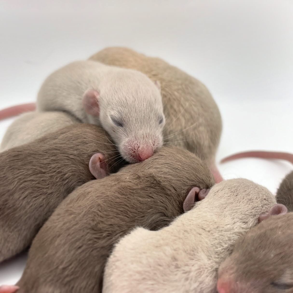 First babies of 2025! 🐀🫖
.
.
.
#rat #rats #ratsofinstagram #ratsofinsta #petrats #petsofinstagram #dumborat #rodent #ratcommunity #breeder #ratbreeder #rodentsofinstagram #rodentsofig #rattiesofig #rattiesofinsta #ratsofinstagram #rodents #cute #pets #fancyrat