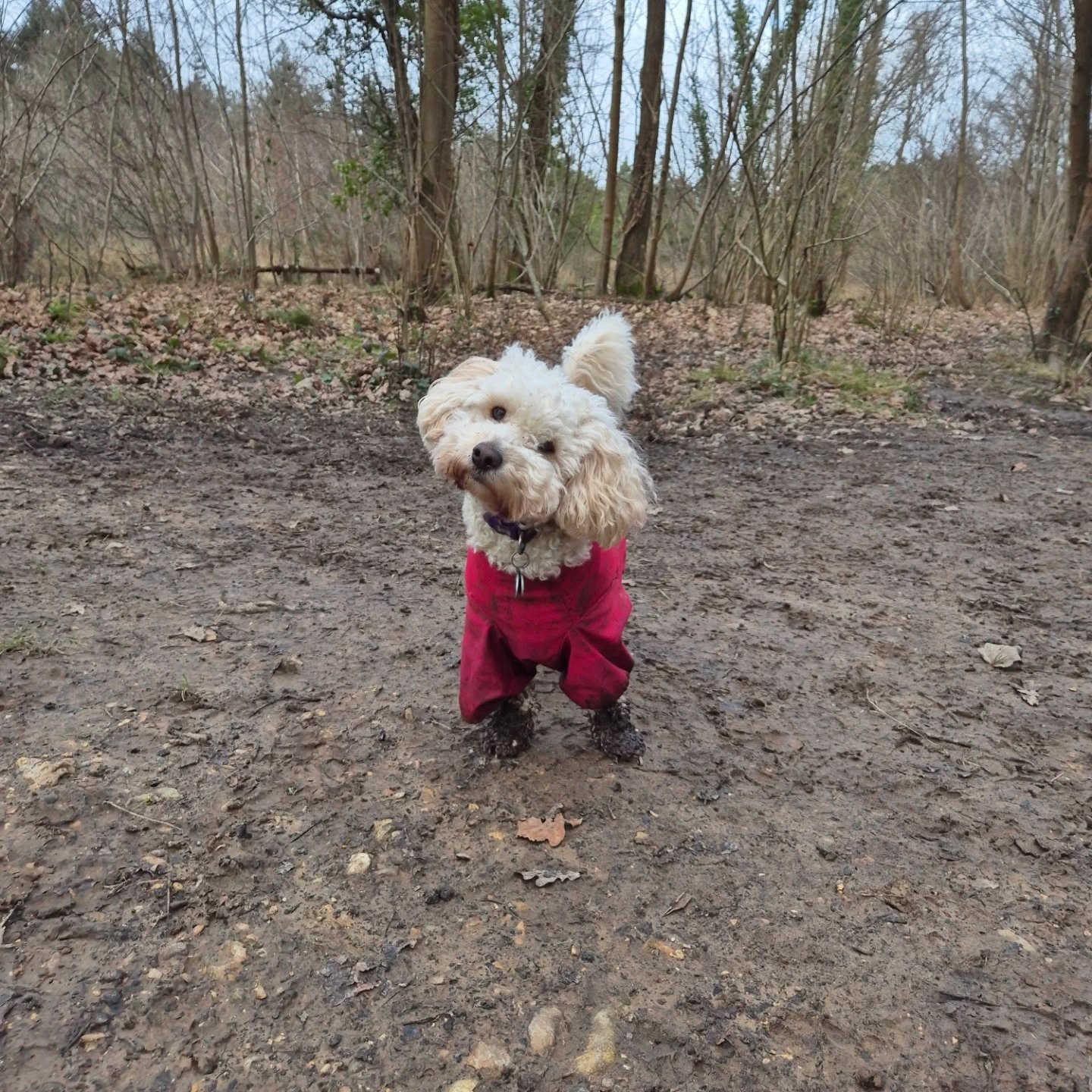 Aaaand, the winner of the muddiest paws contest is... Daisy!