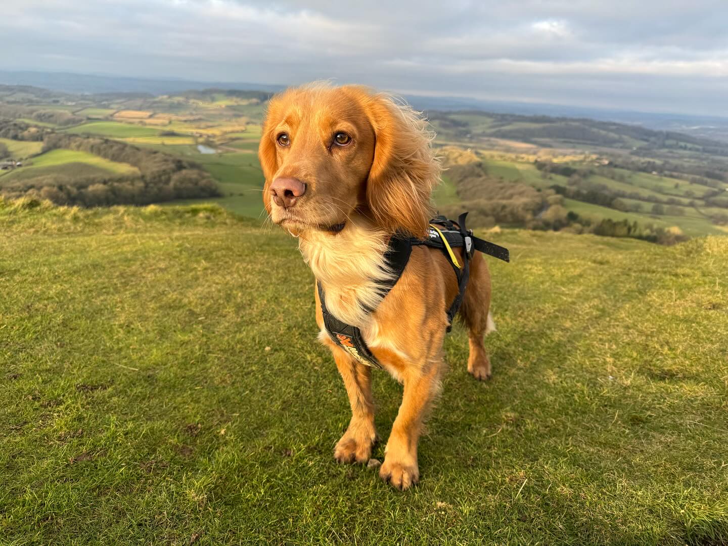 Just the two of us! Lovely run on the Malverns this morning. I’d forgotten how steep those hills are!