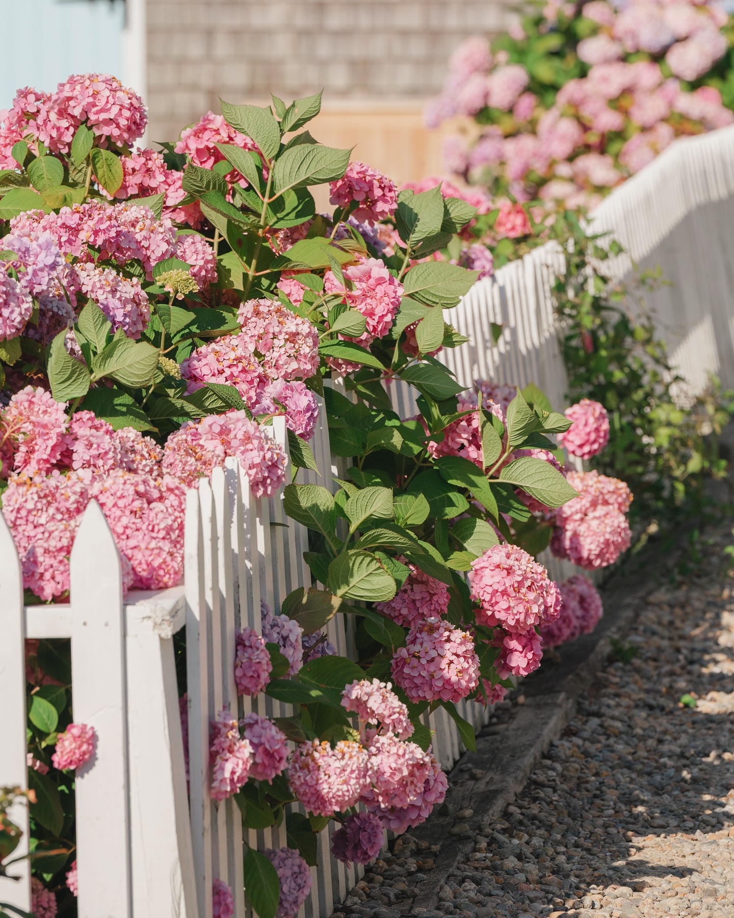 Pink puffy clouds of hydrangeas are simply good for the soul. 🌸 #seaworthynantucket #nantucket