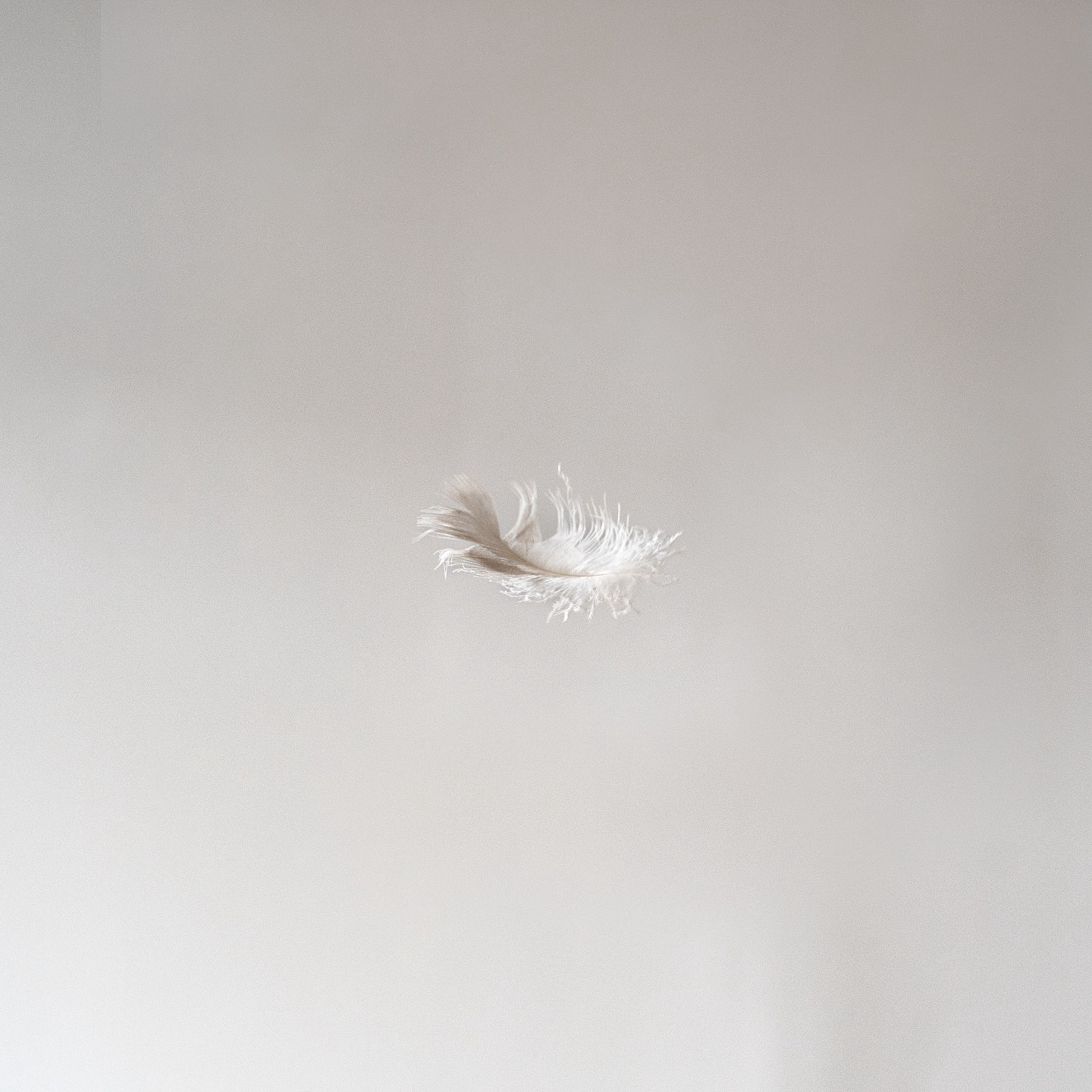 Soft, sustainable, and responsibly sourced—our RDS-certified down feathers bring unmatched comfort to your custom pieces. ✨ Ethically harvested with care, our RDS-down provides luxurious support while aligning with our commitment to conscious craftsmanship. Certified safe for allergy sufferers, too, this is comfort you can feel good about, inside and out. 🌿
•
#ecobalanza #handmadefurniture #sustainablefurniture #ecofriendly #organic #oneofakind #handmade #chemicalfreehome #chemicalfree #climatechange #ecoconscious #sustainable #artisan #handcrafted #nontoxic #design #organicfurniture #custom #customfurniture #ecofriendlyproducts #nontoxicfurniture #artisanfurniture #nontoxicliving #sofa #chair #armchair #downfeather