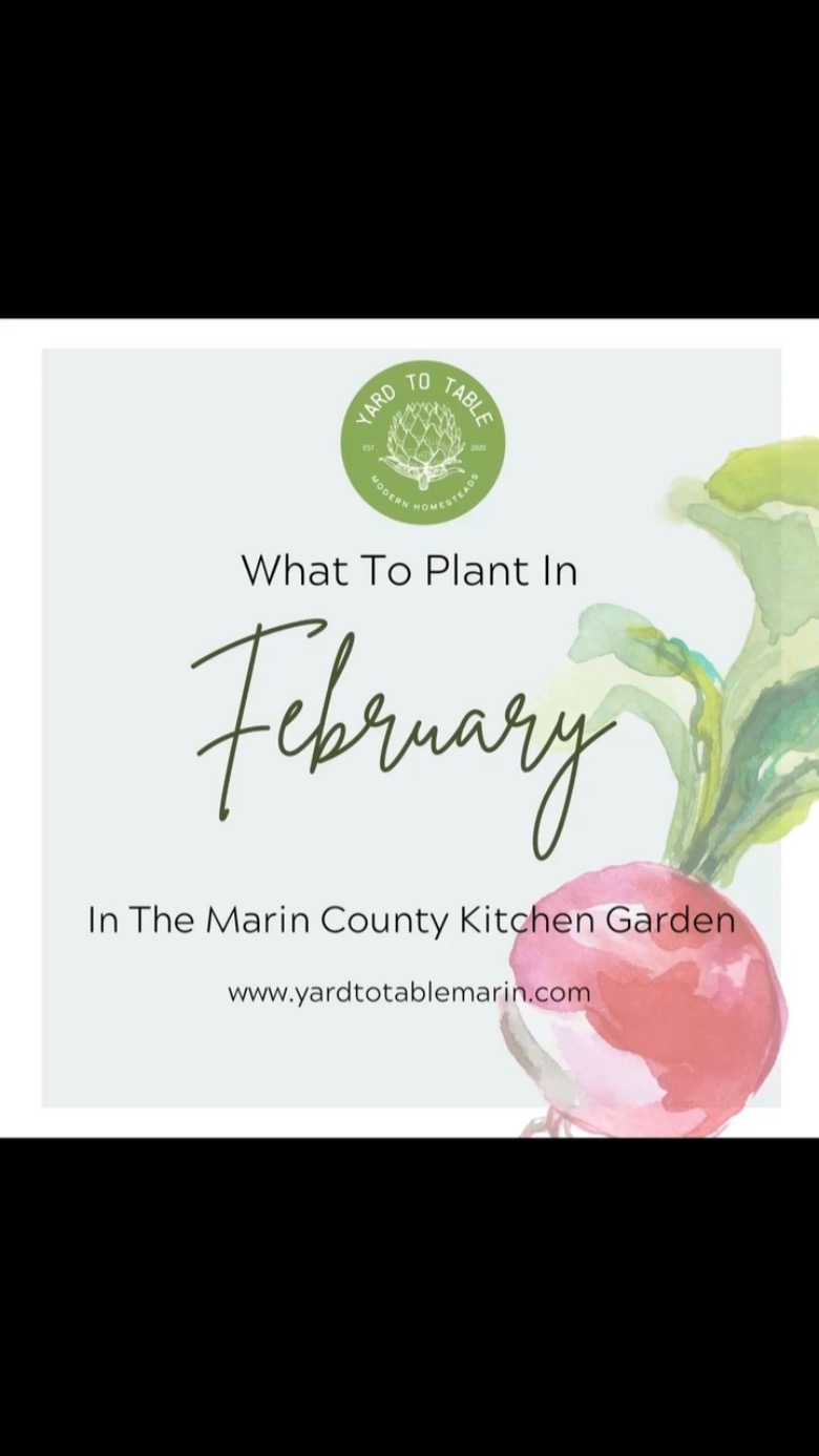 February is a great time to get a head start on your vegetable garden, even if it’s still chilly outside! Here’s some lists of what you can plant in February, keeping in mind that it can vary a bit depending on your specific micro-climate within the Bay Area.
This is also a great month for planning. Here are a few things you can do to get ready for spring:
* Order Potatoes and Onion Sets: If you haven’t already, now’s the time to order these.
* Prepare Your Soil: You can start preparing your garden beds by adding compost or other organic matter.
* Prune Fruit Trees and Berry Bushes: February is a good time to prune these plants.
* Protect from Frosts: Be prepared to cover your plants if a late frost threatens.
There is so much that you can be growing now, but you can also get a head start on your spring and summer garden.
By getting a head start in February, you’ll be well on your way to a bountiful vegetable garden in the months to come!