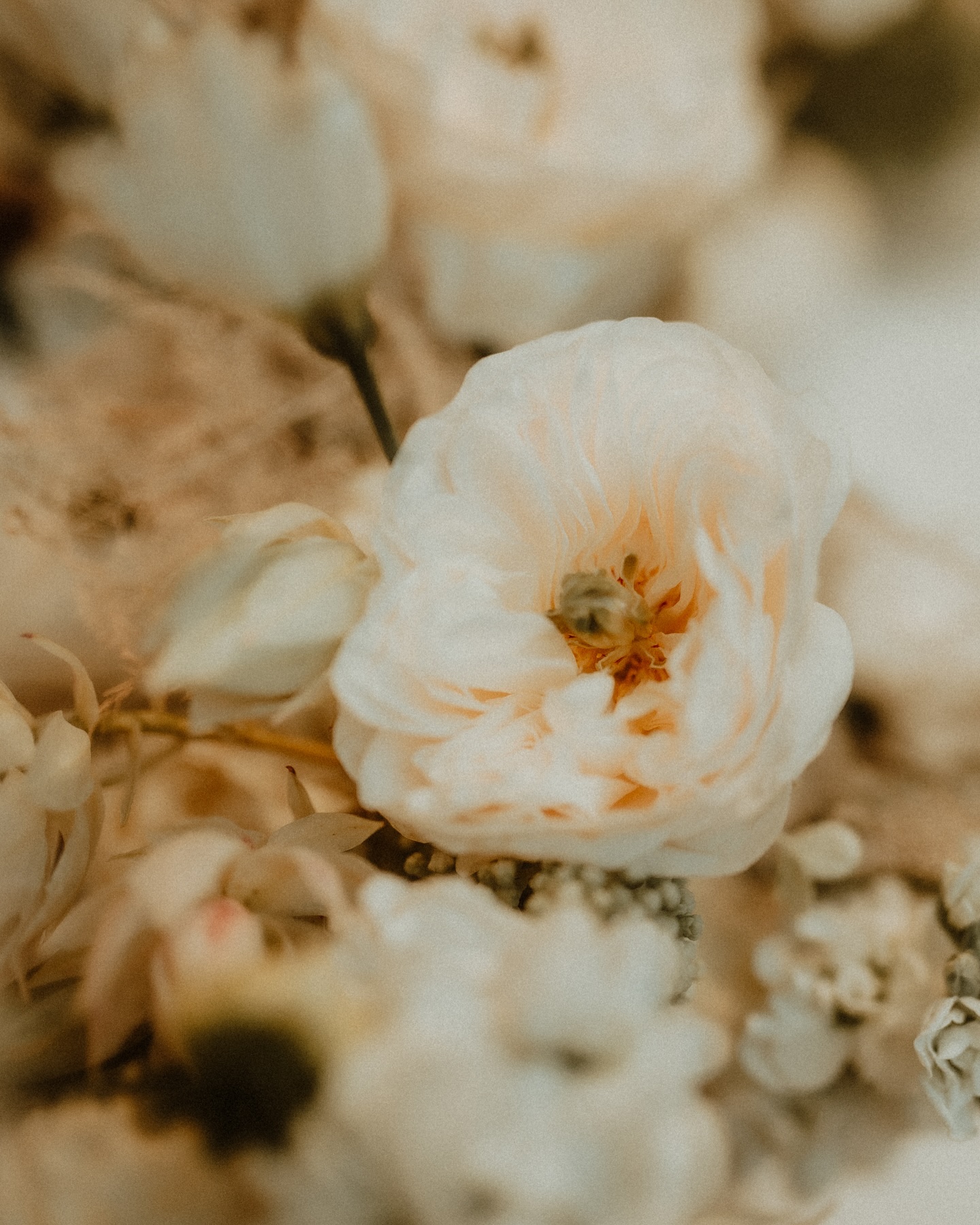 This are the days we wil remember 💎
Wedding of N&D at the beautiful @schloss_spiez 🤍
Dress: @isa.belle_boutique
Flowers @karinmani.flowers.and.design
Evening Location: @trinkhalleamrugen
