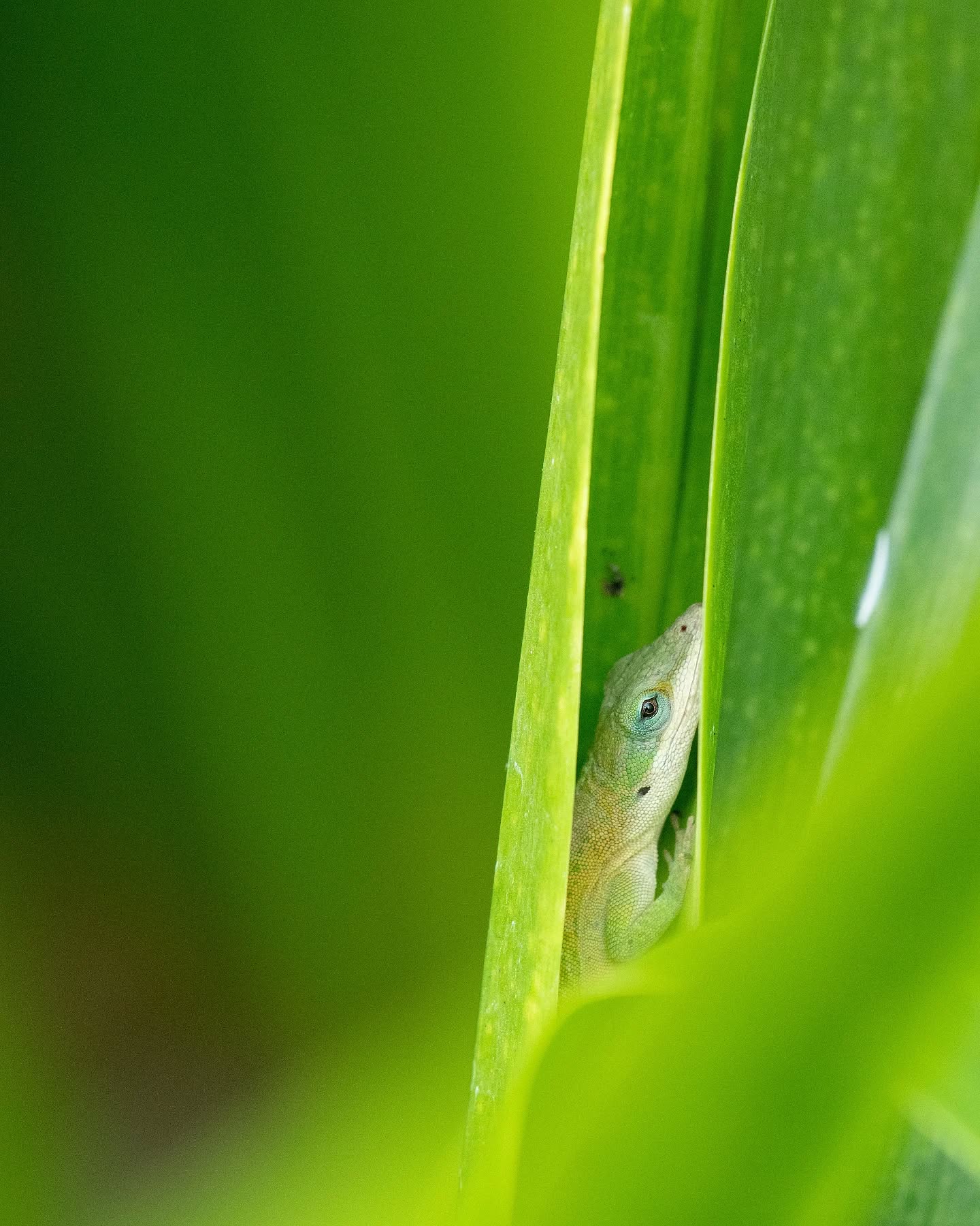 Found this Anole Lizard in the Eden Project from this week's trip
#edenproject #edenprojectcornwall #photographer #photography #photo #wildlife