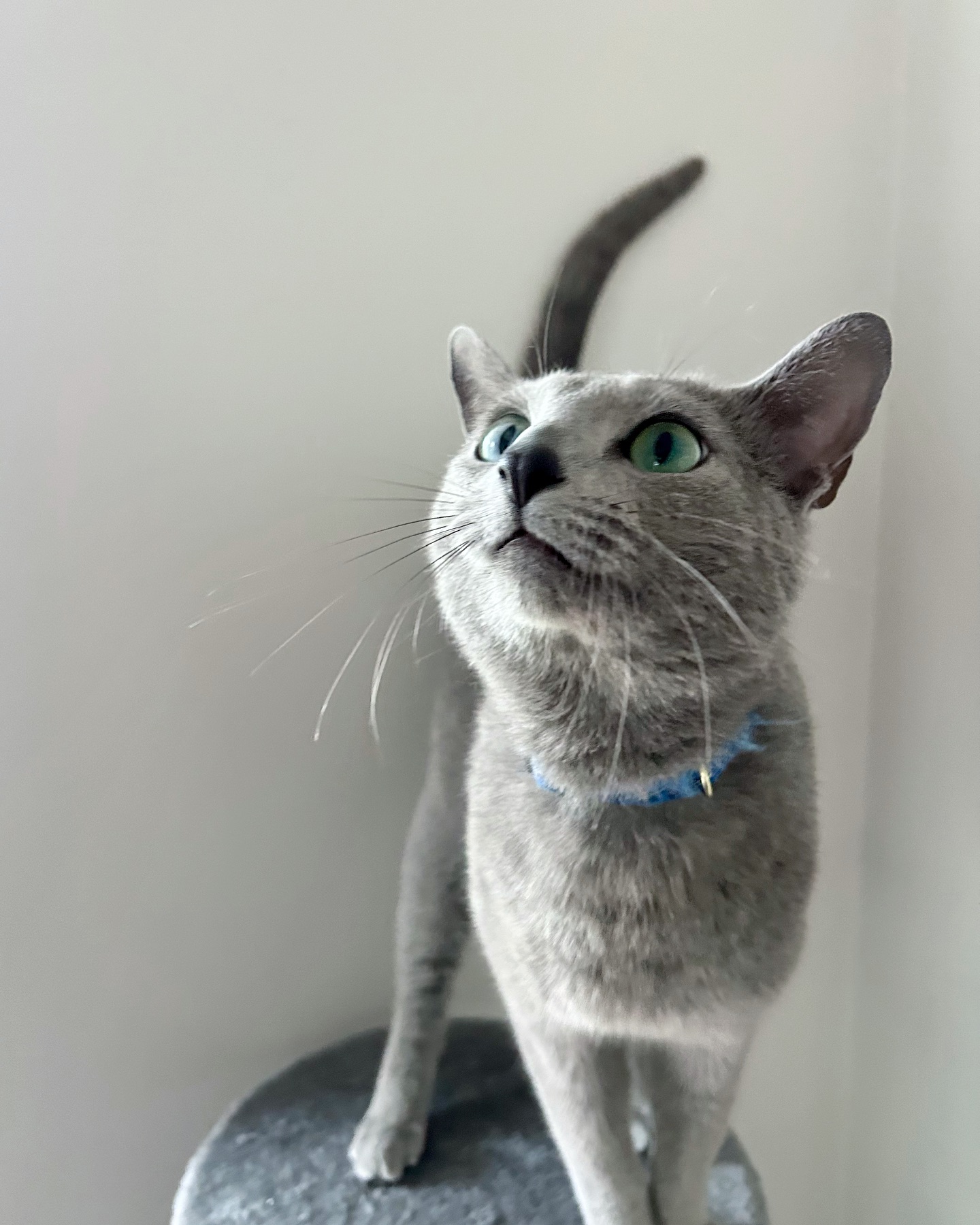 The most beautiful boy in the entire world 💙🌎
#dailymotivation #bestkitten #bestfriends #besties #instagram #instalike #instalove #catlover #catsofinstagram #catlife #cats_of_world #catoftheday #catoftheworld #catofday