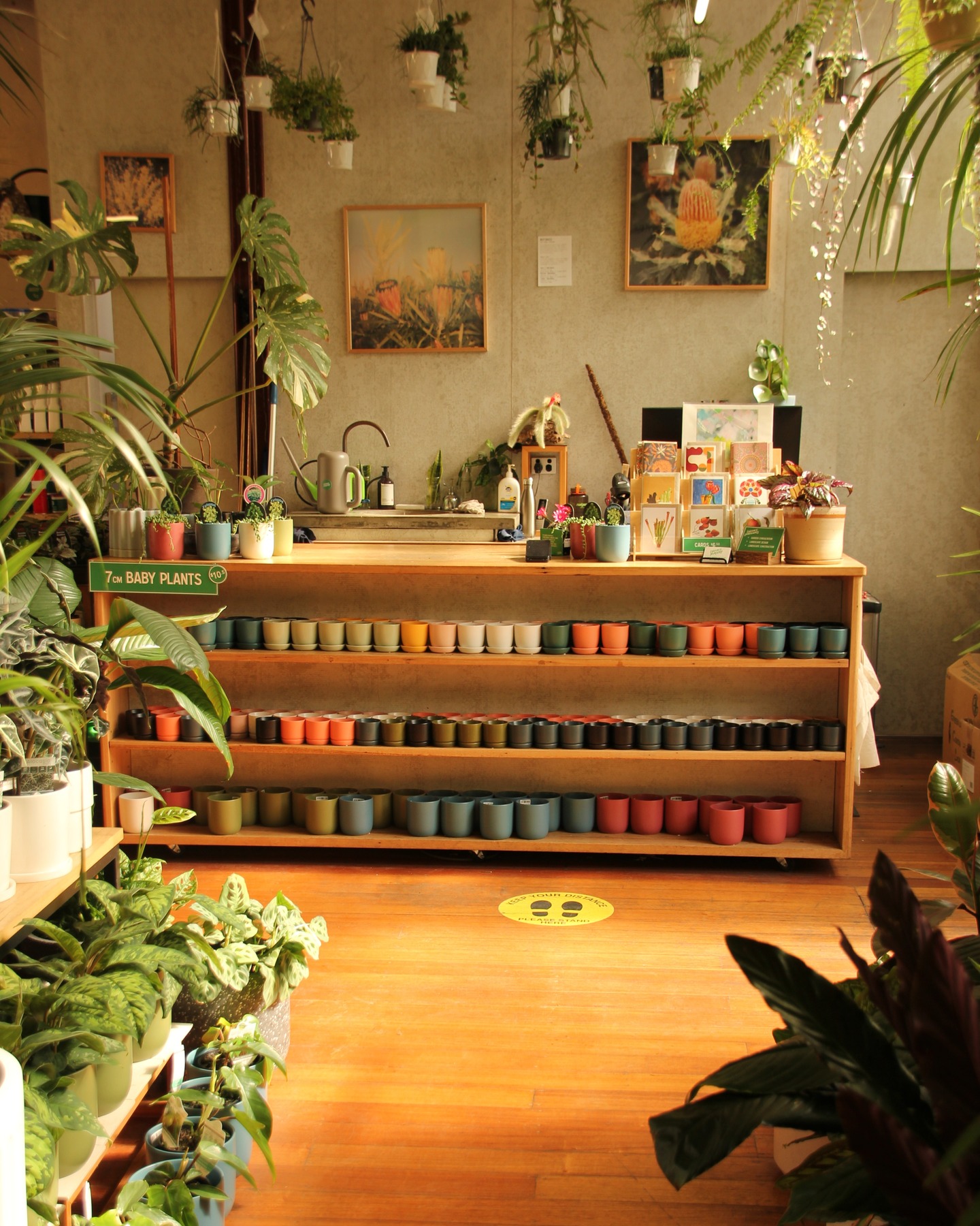 Unfortunately the nursery was broken into earlier this week and our phones stolen. Sorry if you've been trying to reach us, we're currently unable to receive phone calls.
We'll have our phone line up and running again soon but in the meantime please reach us @ info@lygonstnursery.com