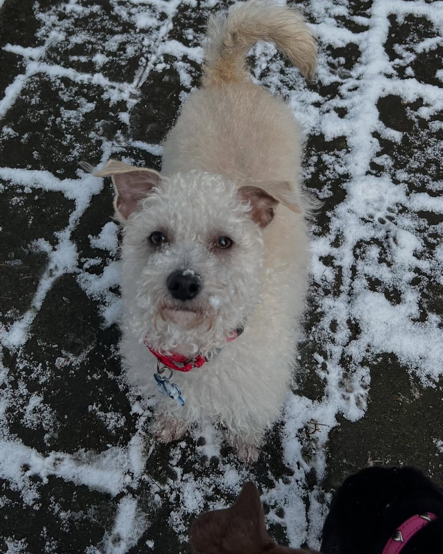 Adopt Reggie!!! 🐾💜🐾
Ok crew! How is this little sweetie not adopted yet? Let’s find him his forever Valentine ❤️
Reggie is looking for someone who is home more than not or that he can go to work with. He loves cuddles and sleeping in your bed. It takes him a bit to get comfortable but once he does he is silly and fun. Likes fetching toys and doing zoomies in the yard. He loves other dogs. Currently spends his time wrestling Ruby and her puppies. 💕
Neutered, vaccinated and microchipped 🐾
#adoptReggie #rescueunleashed #poodle #sweetdog #seattle #sammamish #adoptadog
@jennfostersdogs @stellarescuesdogs