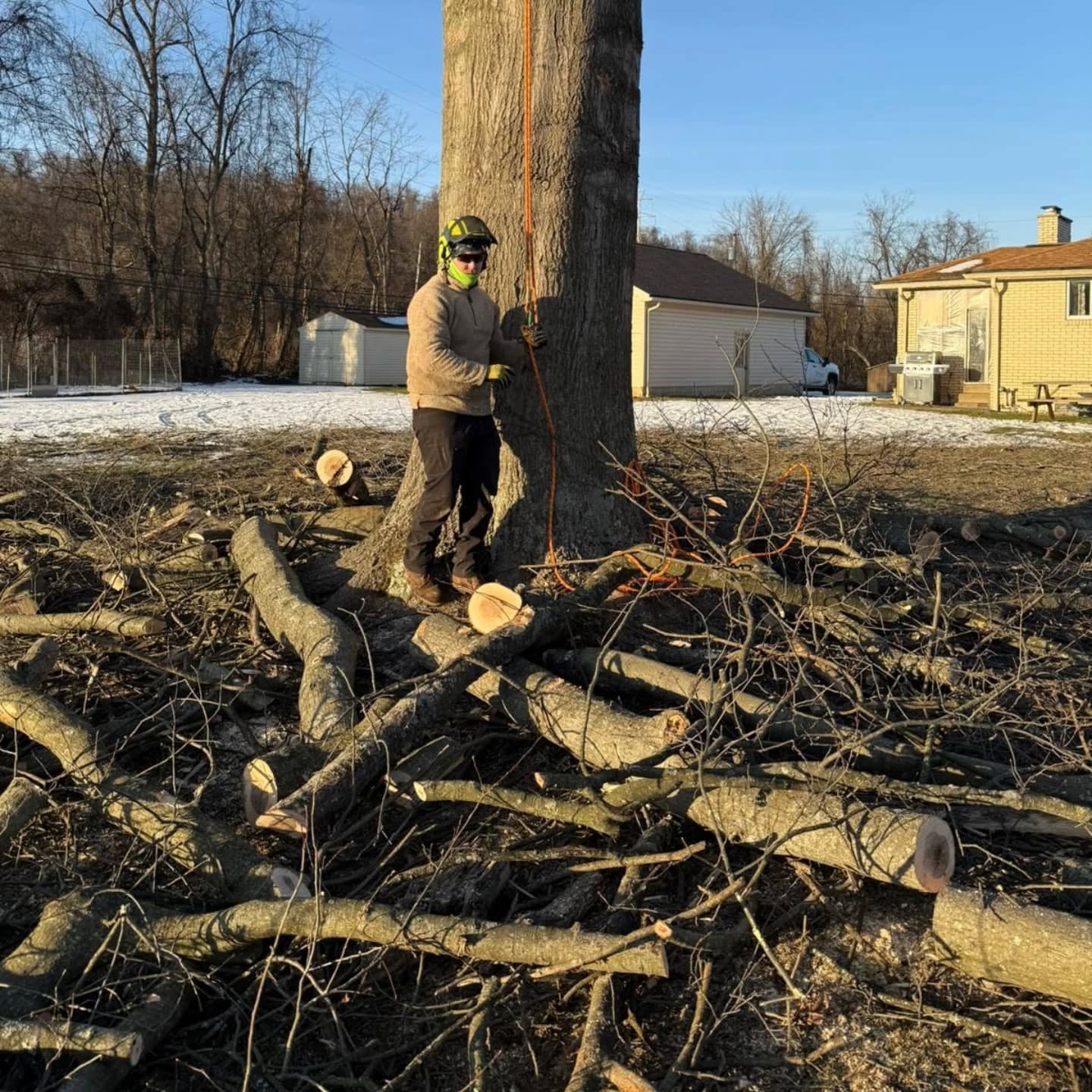 Big oak removal #treeservice #treeremoval #stumpgrinding #treepruning #liveedgeslabs