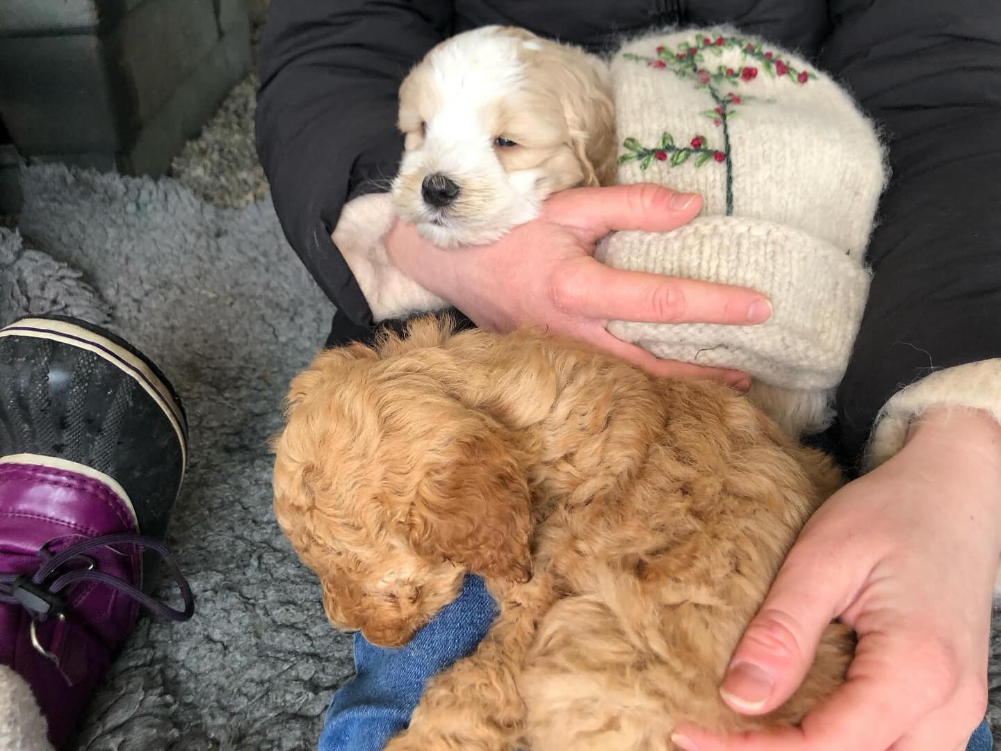 Noen fine bilder fra åpent hus i helgen🥰 #cobberdog #australiancobberdog #australiancobberdogs #australiancobberdogsofinstagram #puppy #puppylove