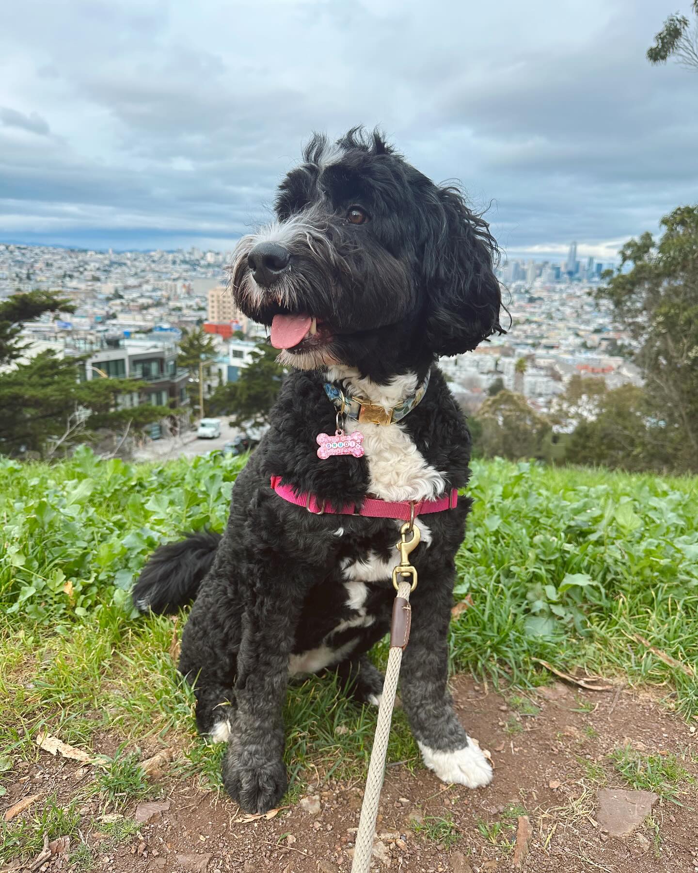 Gnudi 🍝 #sfdogs #sfdogslife #dogboardingsfbayarea