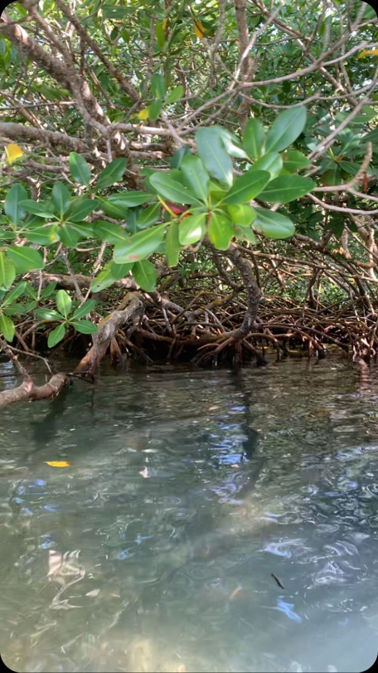 Red mangrove in Guadeloupe