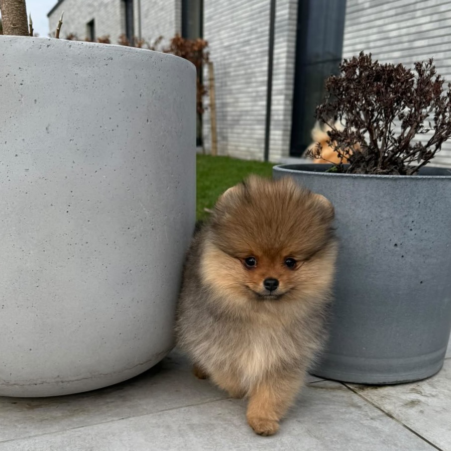 Wat ben ik trots op deze knappe meid! Stormi doet het perfect bij grote zus Vienna, mama Laura en papa Kenny. Ik ben jullie eeuwig dankbaar dat jullie zoveel liefde geven aan deze 2 schatten ♥️ #pomeranians #pomeraniangirl #pomeranianpuppy #fluffydog #cutedog #cutedogs #babygirl