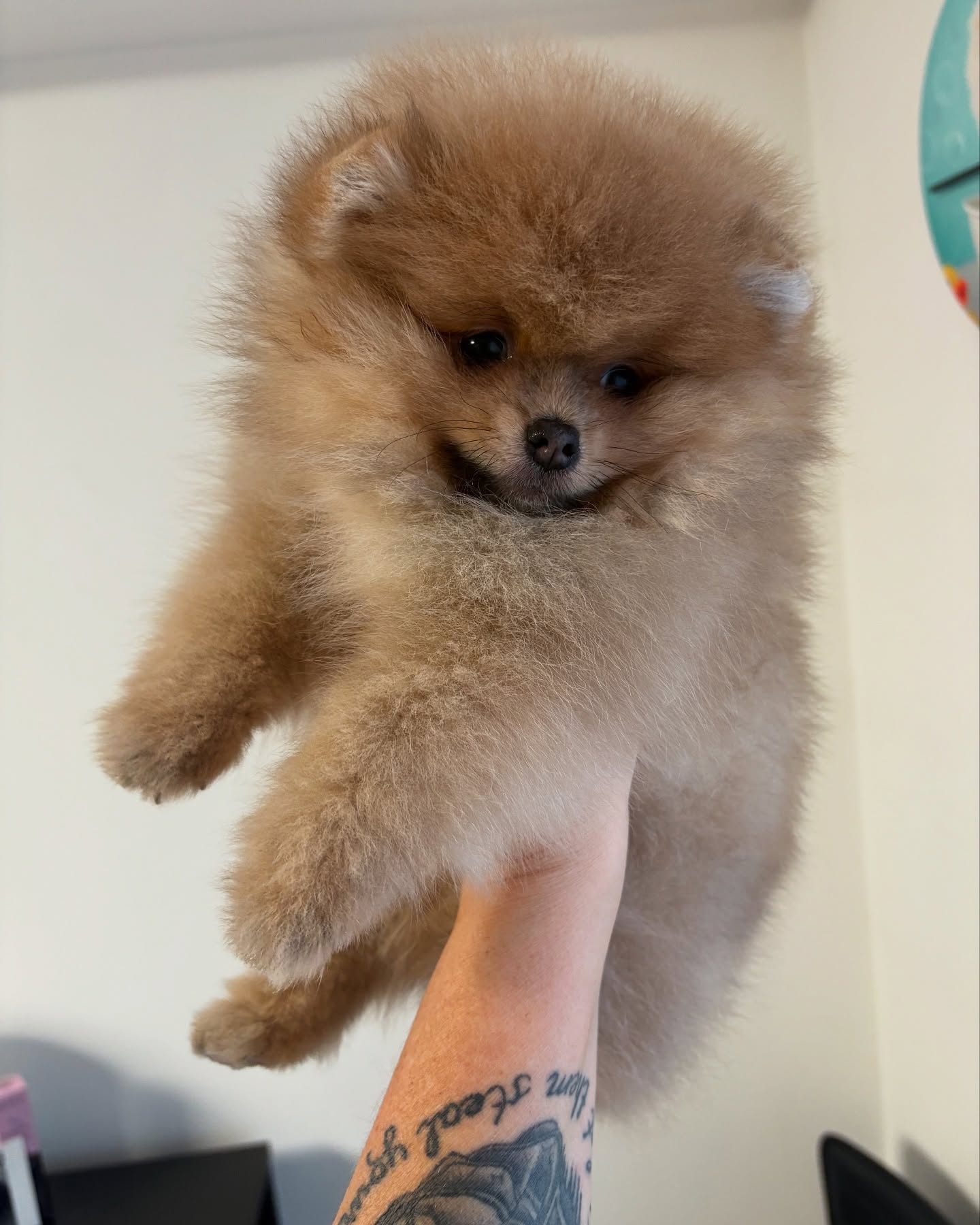 Tygo en Zico ♥️ Het mooiste cadeau werd me gegeven door Mama Marleen en papa Eddy!!! De broers mogen samen opgroeien. Wat hebben jullie een groot dierenhart. Ik ben jullie eeuwig dankbaar ♥️. Doe het daar flink jongens en maak mama Kiki trots #pomeranians #pomeranianboy #pomeranianpuppy #cutedogs