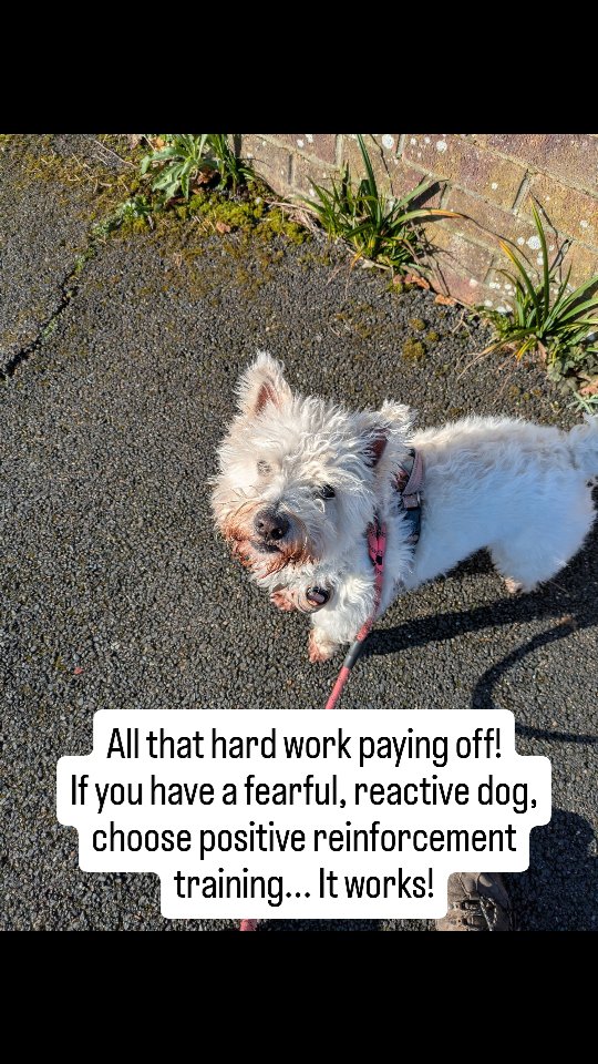 If you have a reactive doggo, let this be your sign to keep working through this with your pup!
Crystal's training walks are getting more and more enjoyable.
Once highly reactive, fearful, unconfident, and shouty!
Loud noises, hates them. Dogs, no thank you! And the pulling on the lead, nightmare.
With careful mix of management, training, confidence building and trust, JUST LOOK!!! Loud noises (digger in the video) no problem, group of dogs that were barking at us, no worries! And a Cat!? She used to try and eat those...
We still have to use R+ tools to guide her into making the decision most desirable for us, but more and more she's choosing disengagement, and focusing on the handler instead of the trigger.
So proud of this little lady!
There is hope! Keep going with an your positive reinforcement training, because it works. If you haven't started your R+ journey yet, and these behaviours sound familiar, drop me a DM, email, or visit my website.
#westie #reactivedog #nervous #positivereinforcement #dogtraining #goals