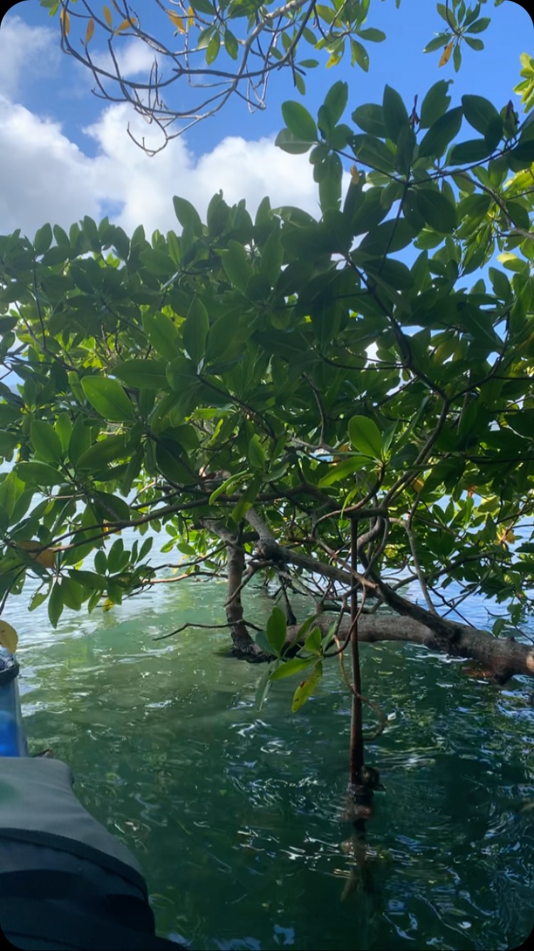 Mangle grove in Guadeloupe