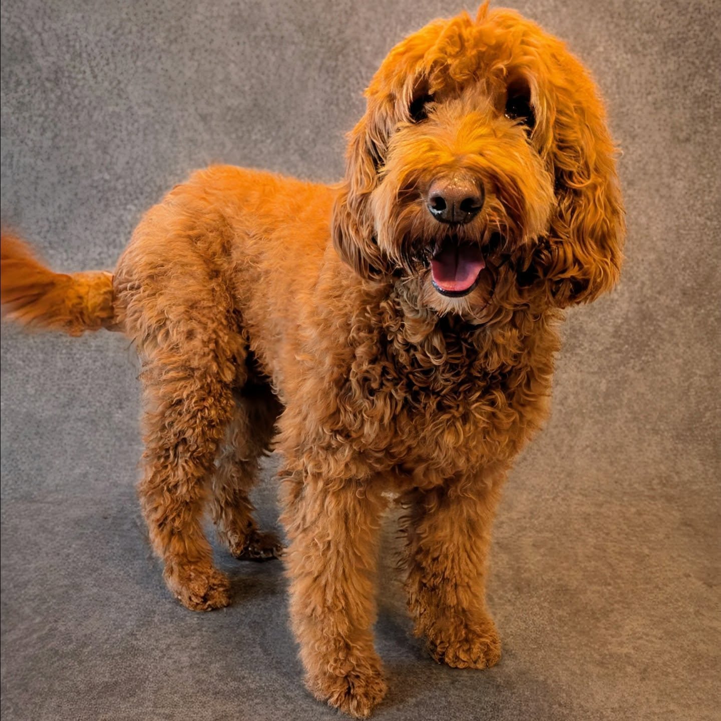 I love a good #makeover ✂️♥️
#goldendoodle #doodle #goodboy🐶 #doggroomer #hundefriseur