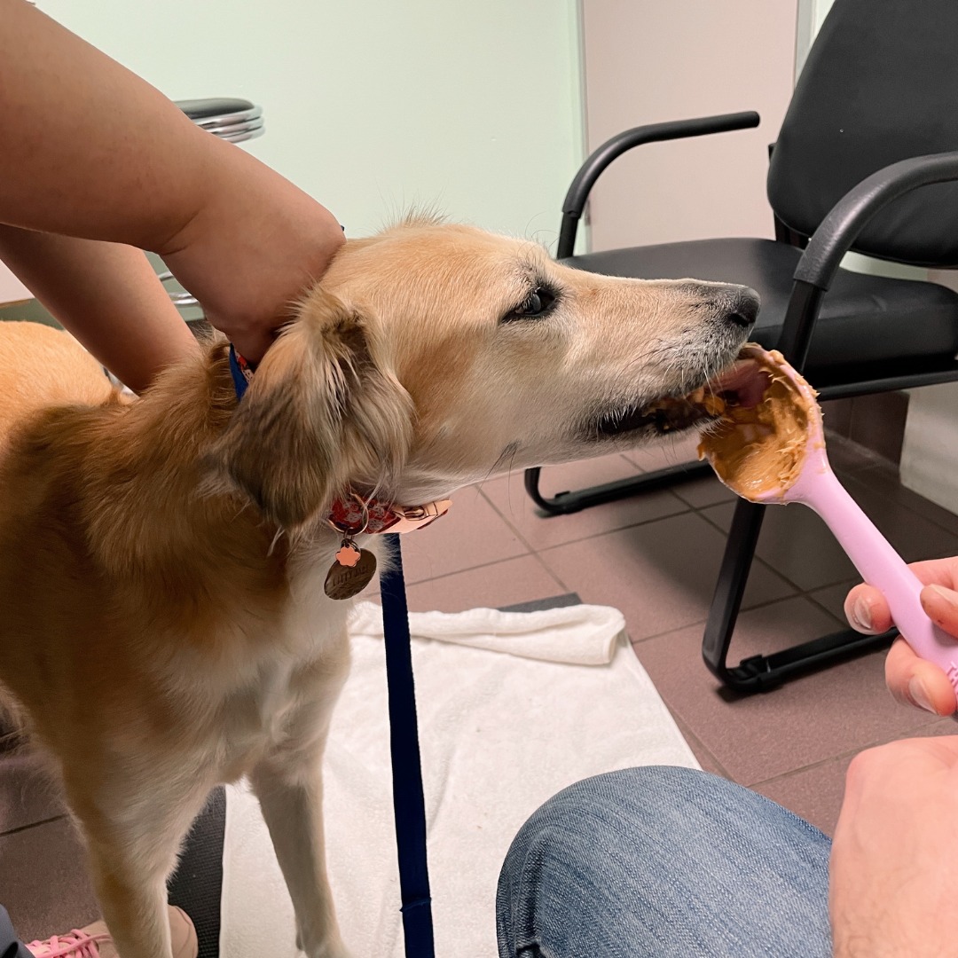 WEEK 05: A week in my writerly life.
1 - Jade eating her weight in peanut butter at the vet for her annual check up.
2 - I almost couldn't bring myself to undo this packaging 😭
3 - Heaven let your light shine down.
4 - I'm deleting a character and am in pain.
5 - My Aldi BETRAYED ME and rearranged the entire store and it feels like a musical scale that isn't resolving.
6 - POV: Your husband has made questionable choices and ended up here*.
#amwriting #amwritingregencyromance #amwritinghistoricalromance
*He's fine(ish?). Still in the hospital, but he'll make it out at some point.