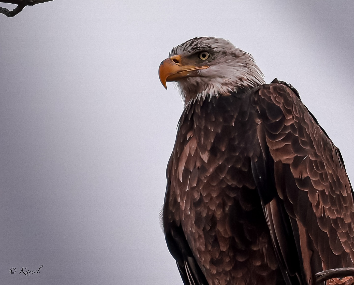 A symbol of strength & freedom.
Canon R5 & RF 100-500mm F4.5-7.1 L IS USM
#baldeagle #freedom #strength #eagle #baldeaglephotography #bird #birdphotography #nebraska #nebraskaphotographer #nebraskaphotography #nebraskaland #canon #canonphotography #canon_photos #visitnebraska #newildlife #discovernebeauty