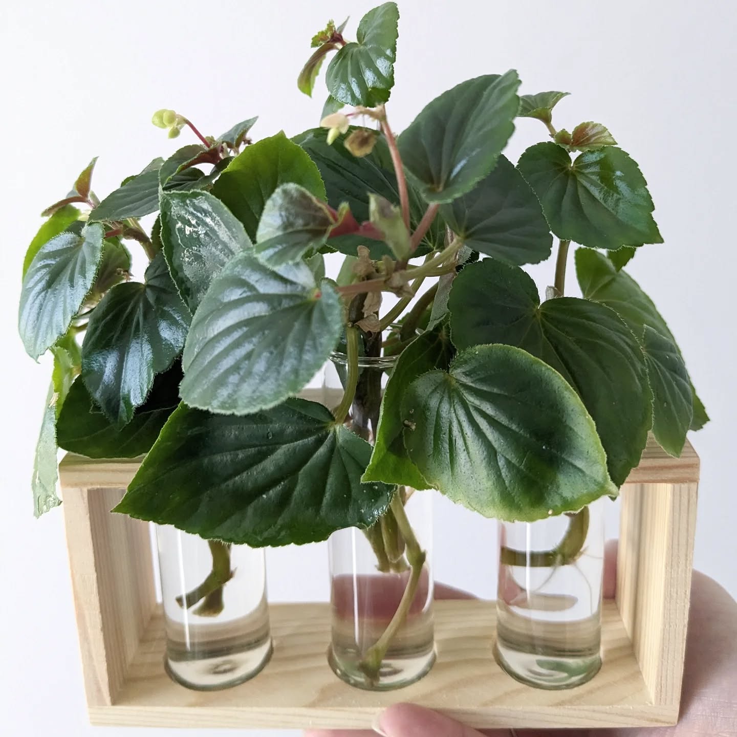 Begonias add a beautiful lushness to any plant space ๐
Start your own begonia (hula blush) this Galentine's at Plant One on Me - our February mindful planting event ๐ฑ (ticket link in bio)
.
.
.
.
#houseplantcommunity #planttherapy #plantsmakepeoplehappy #begonia #valentines #galentines #plantcollection #plantparenthood #houseplantsofinstagram